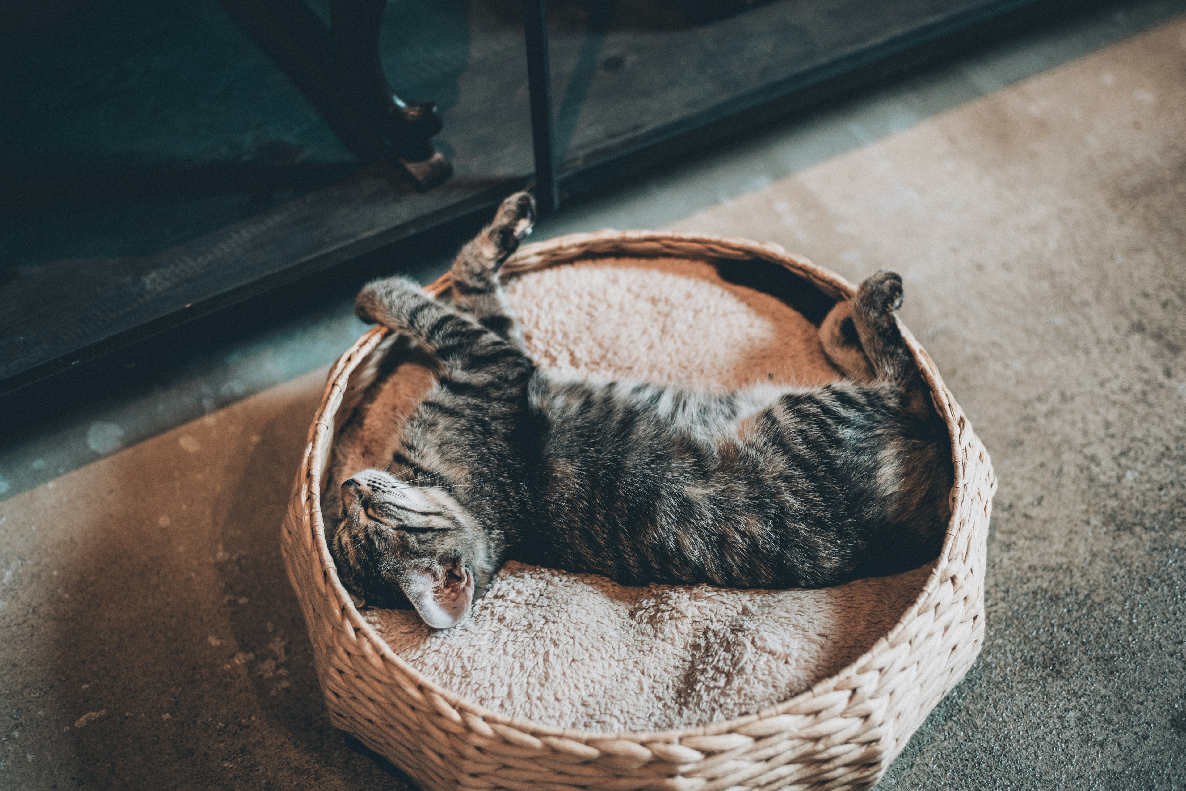 Seekor kucing bersantai di keranjang anyaman