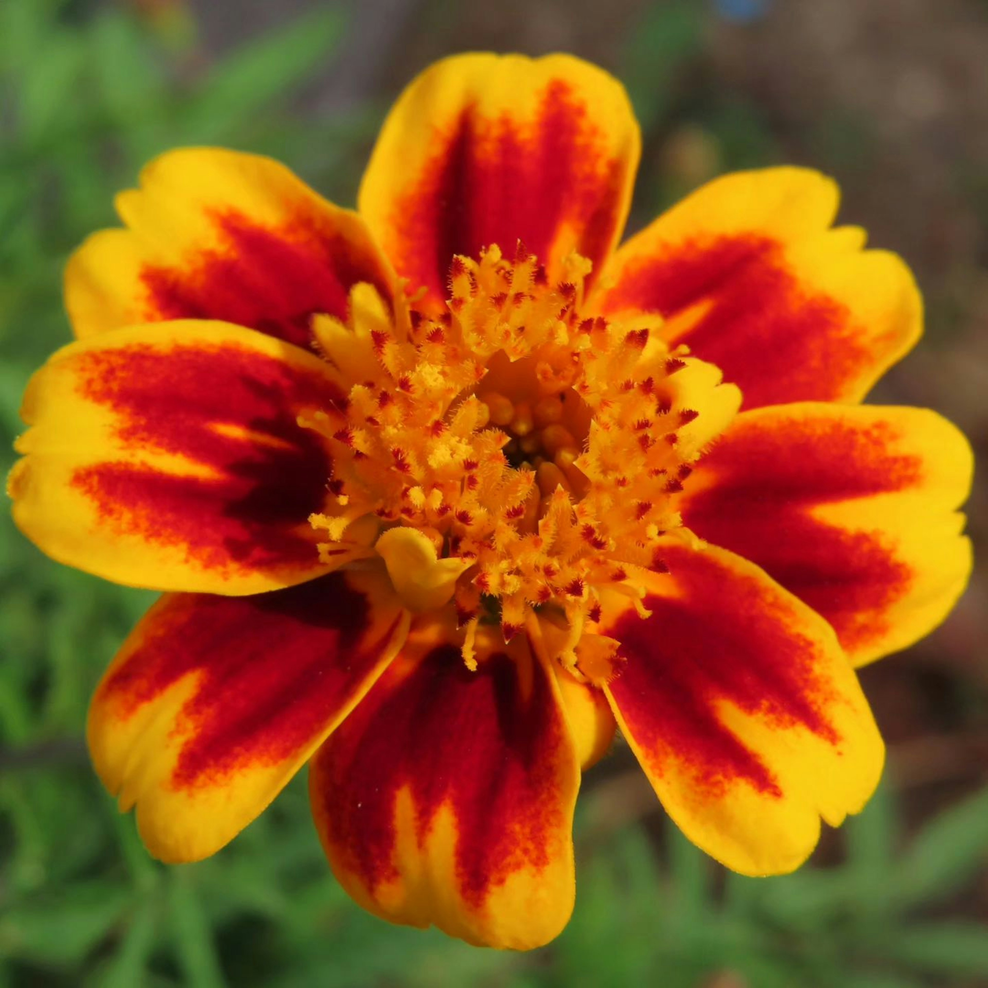 Vibrant yellow and red marigold flower