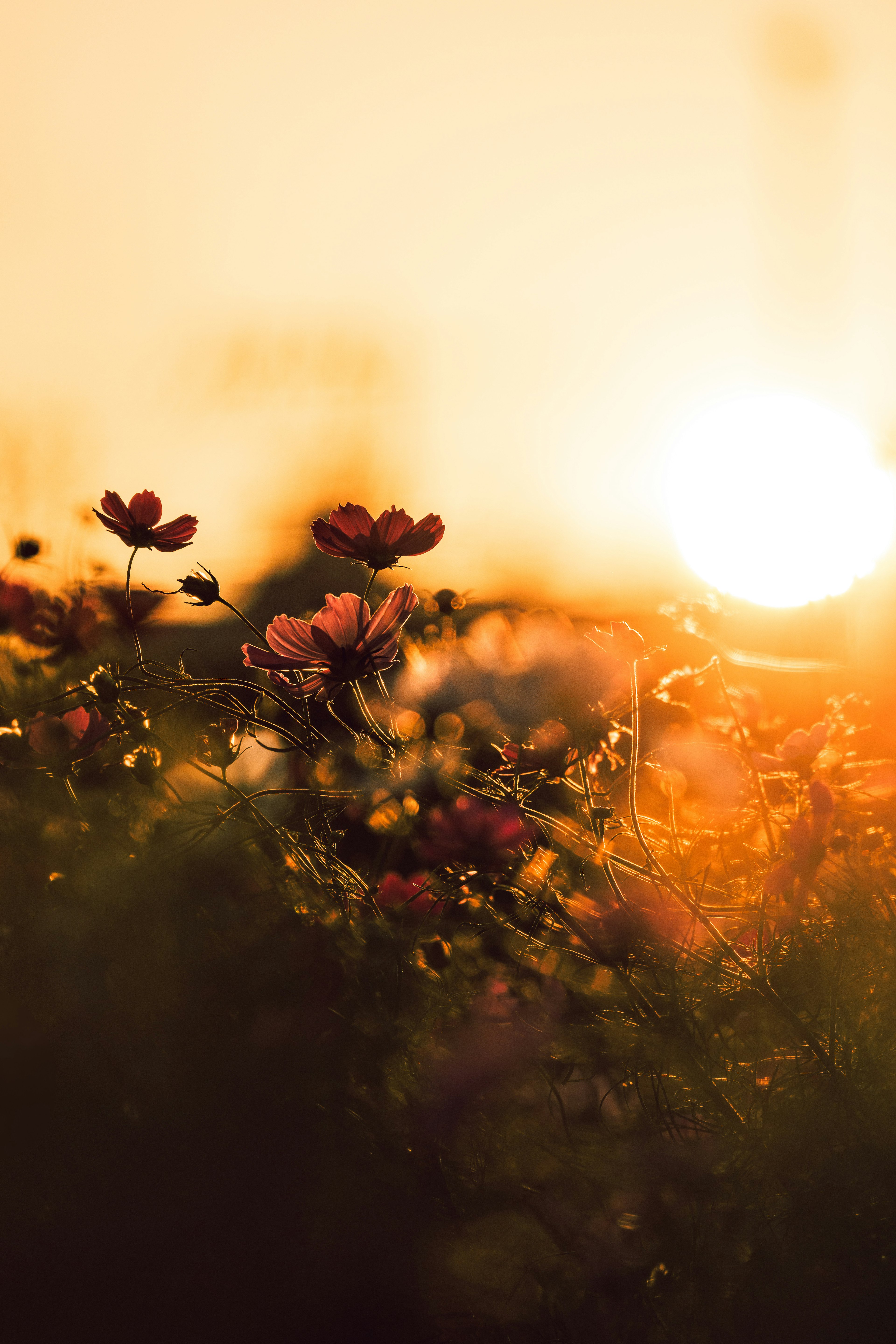 Soft light illuminating flowers against a sunset