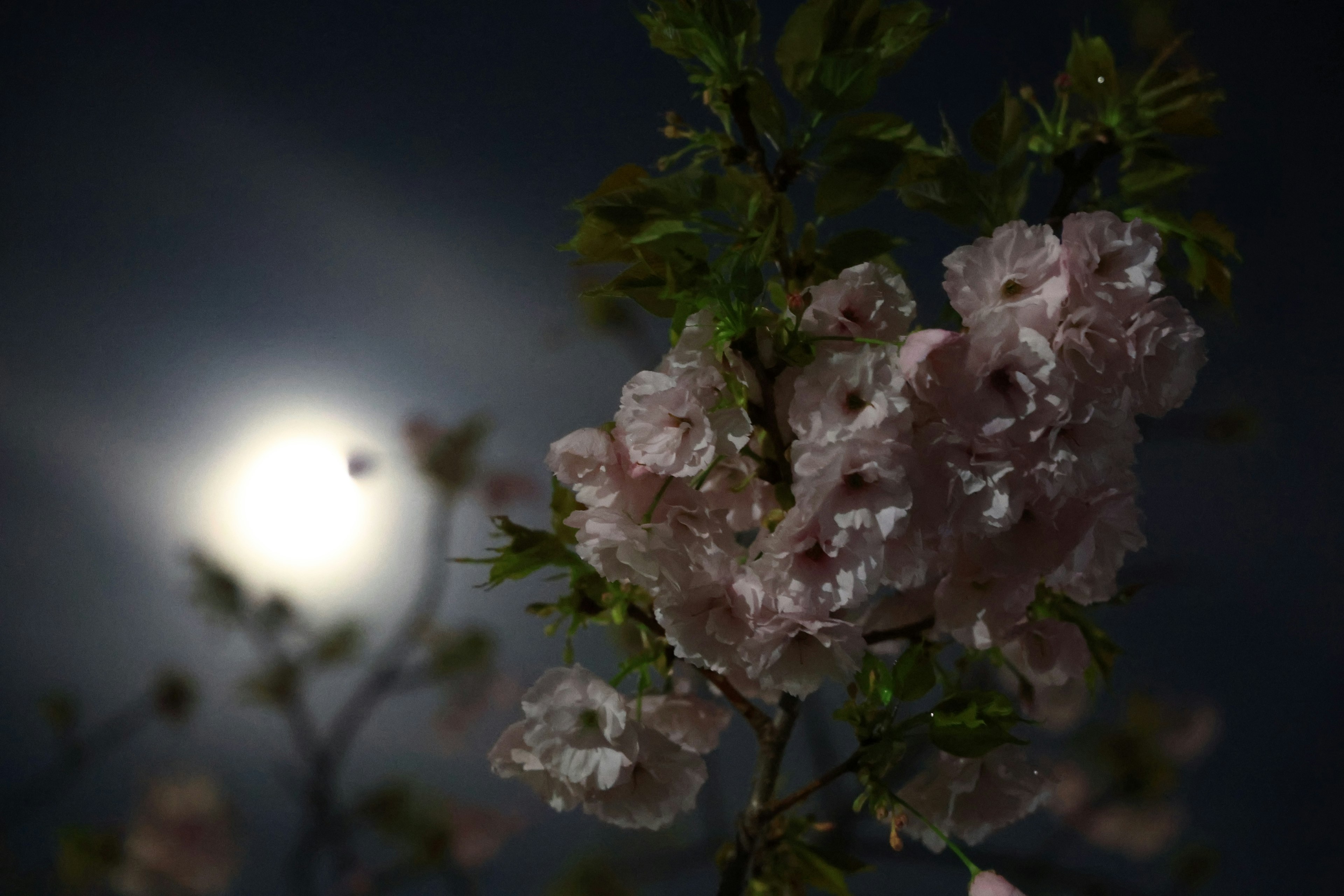 Kirschblüten im Mondlicht vor einem dunklen Himmel