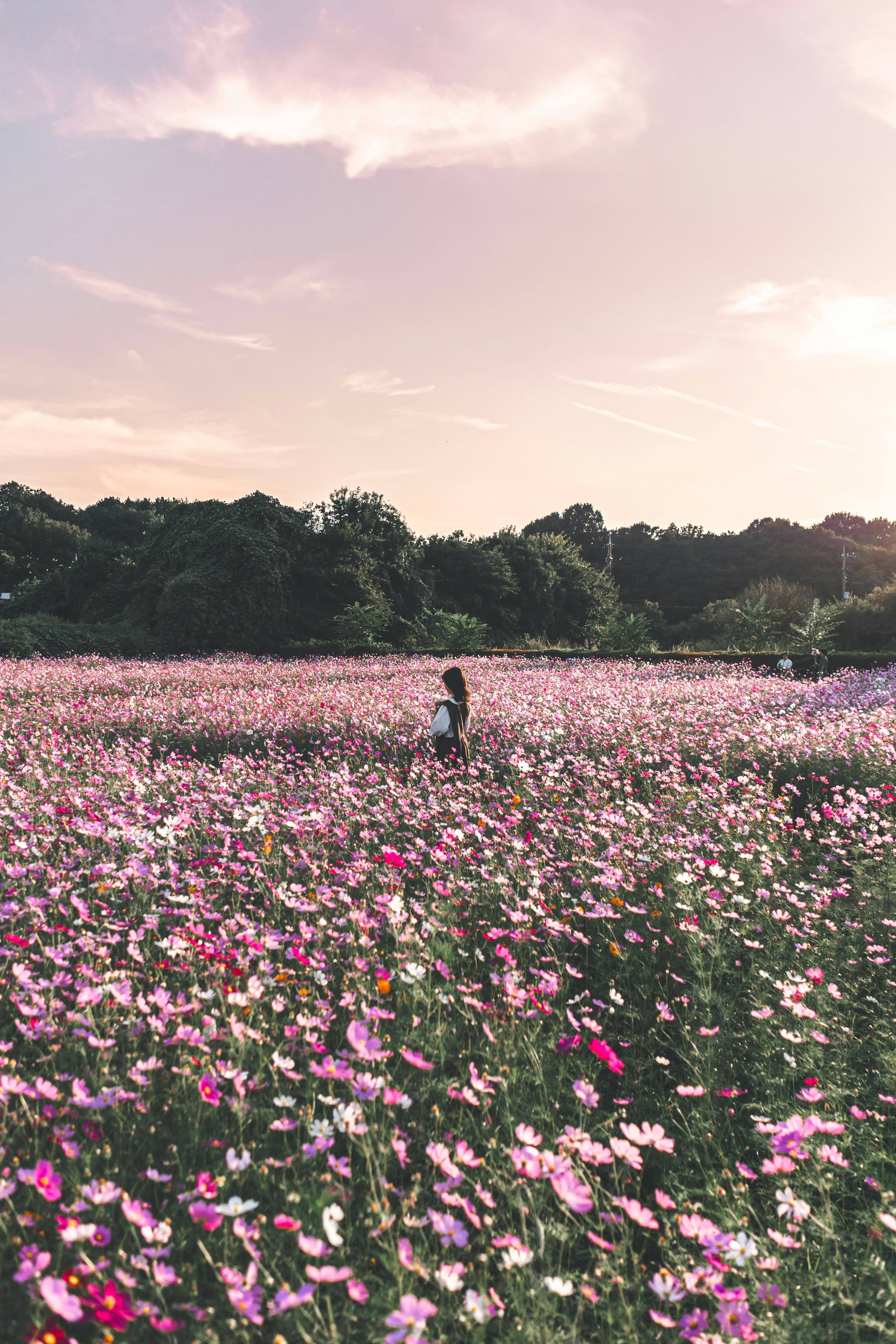 夕暮れ時のコスモス畑で散歩する二人の人物