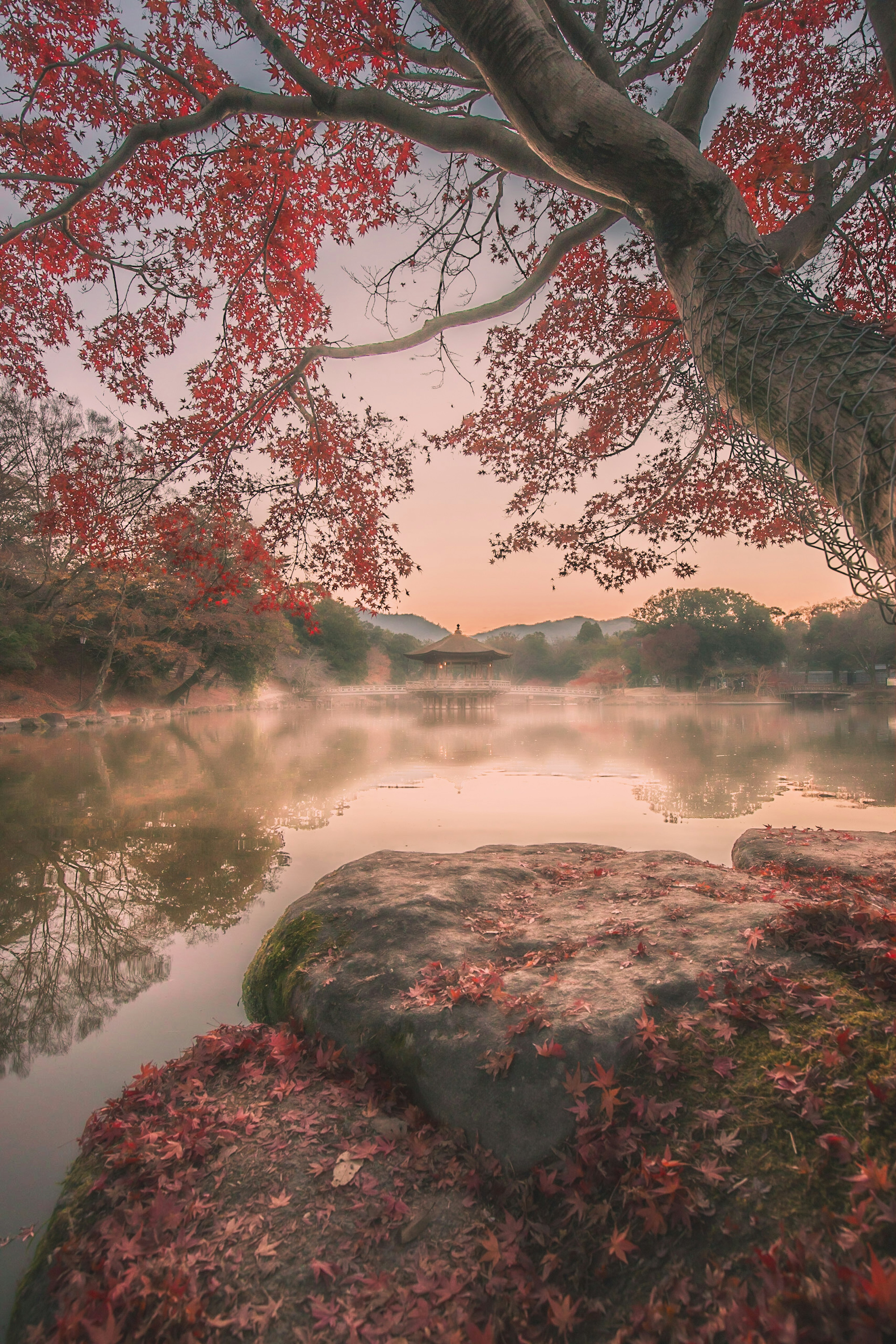 Ruhige Landschaft mit einem Baum, dessen Herbstblätter sich im Wasser spiegeln