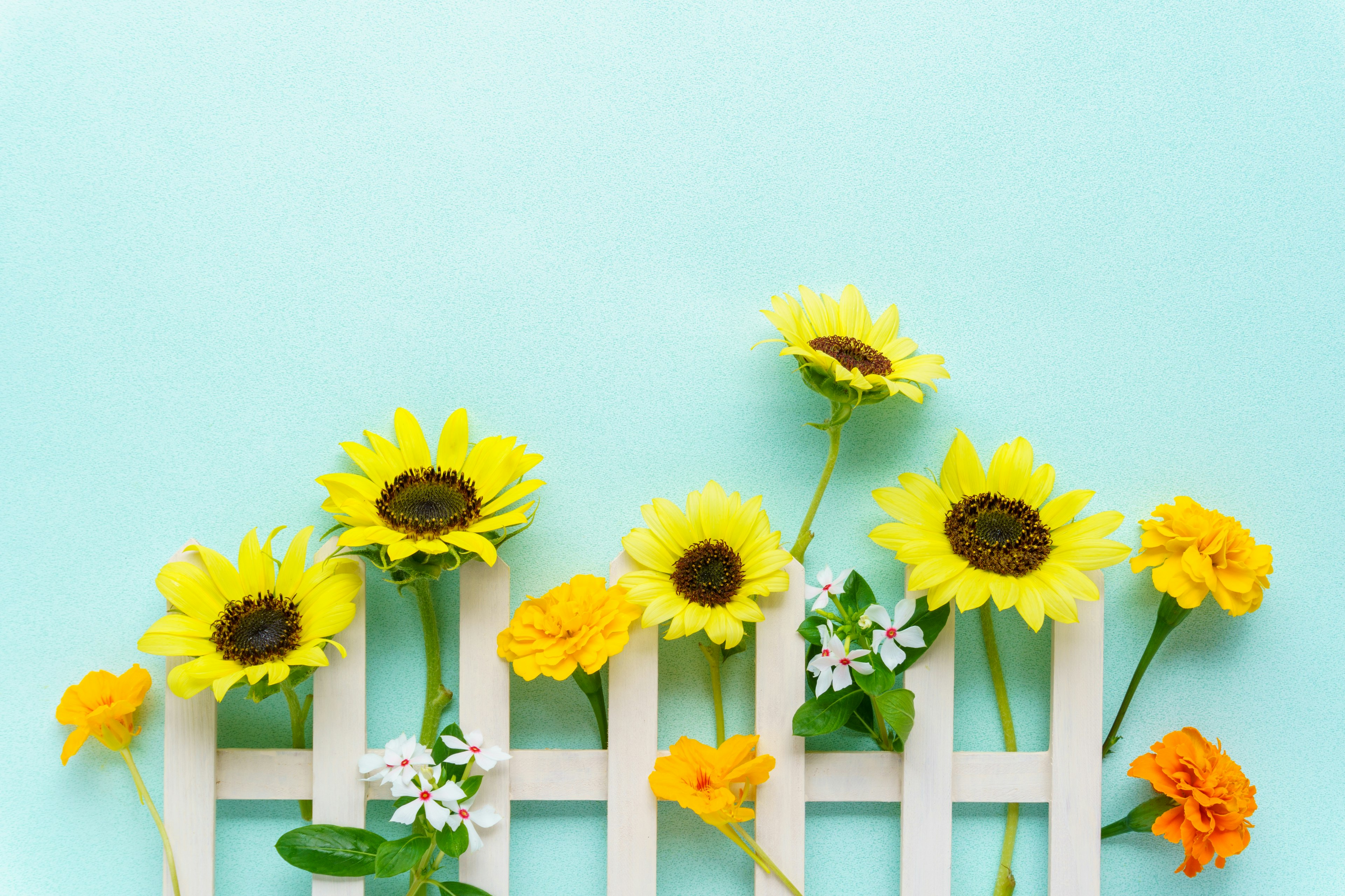 Fleurs colorées sur un fond bleu avec une clôture blanche