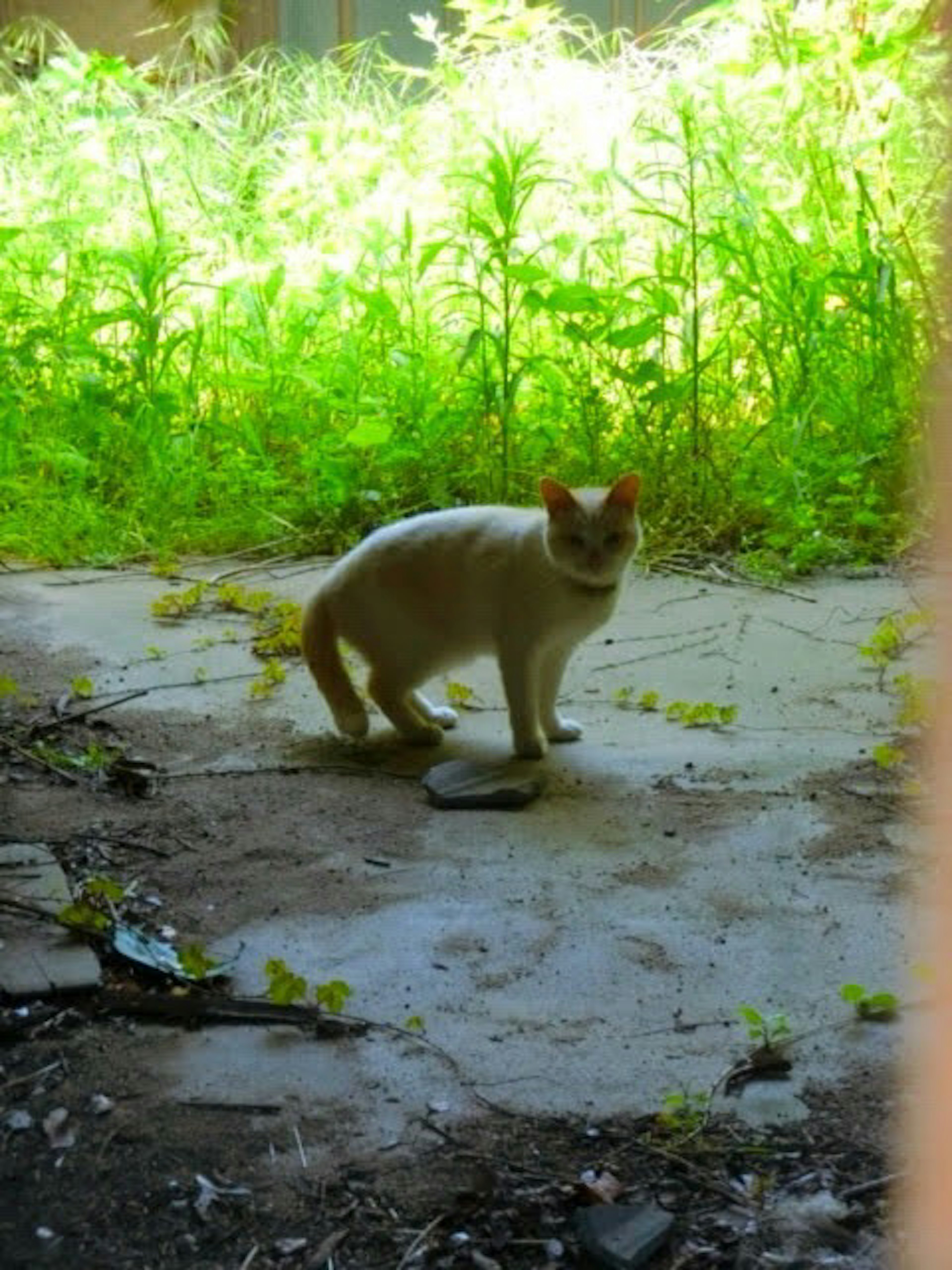 Eine weiße Katze steht in einem überwucherten Bereich mit grünem Gras