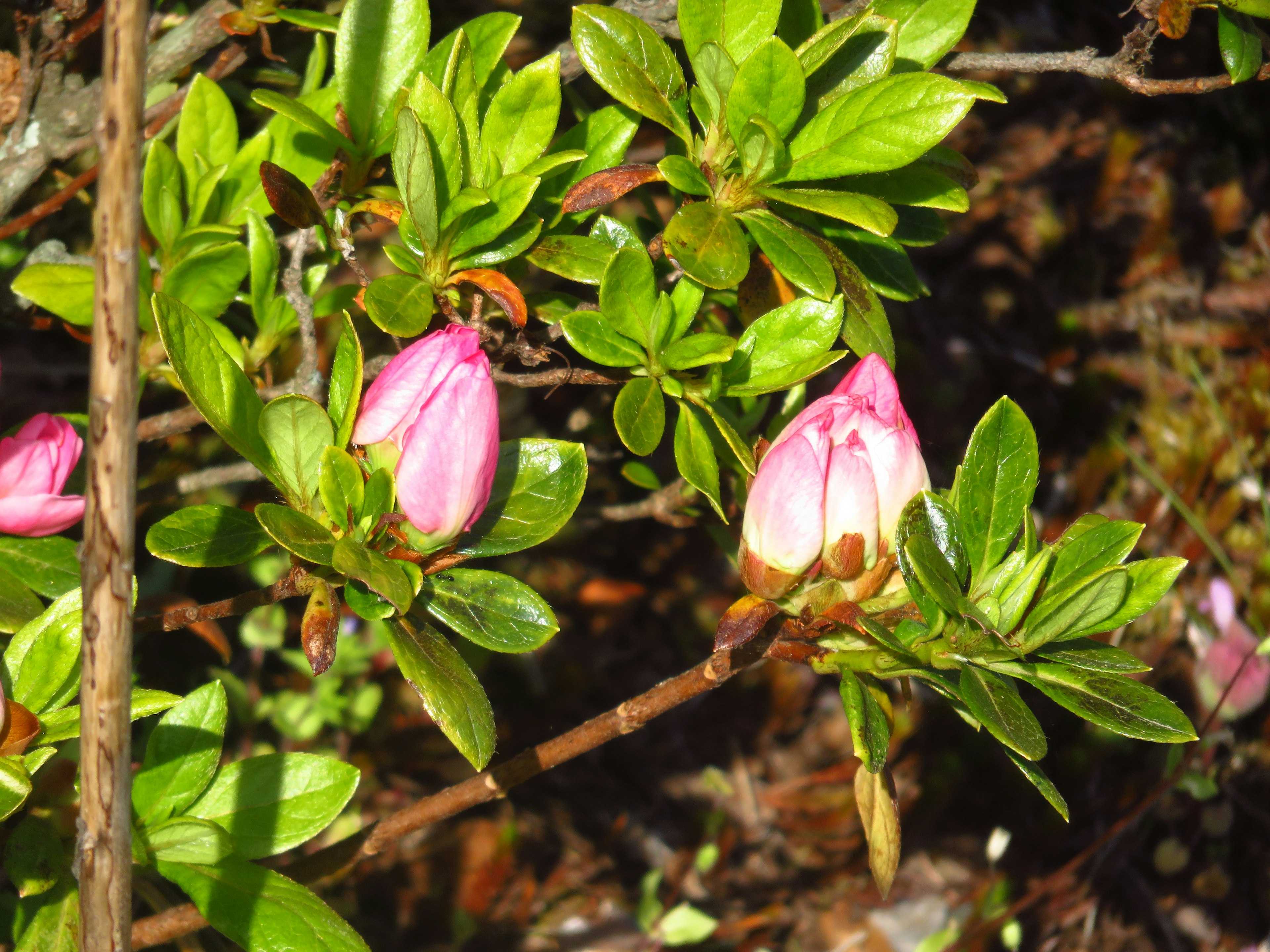 Buds de flores rosas rodeados de hojas verdes