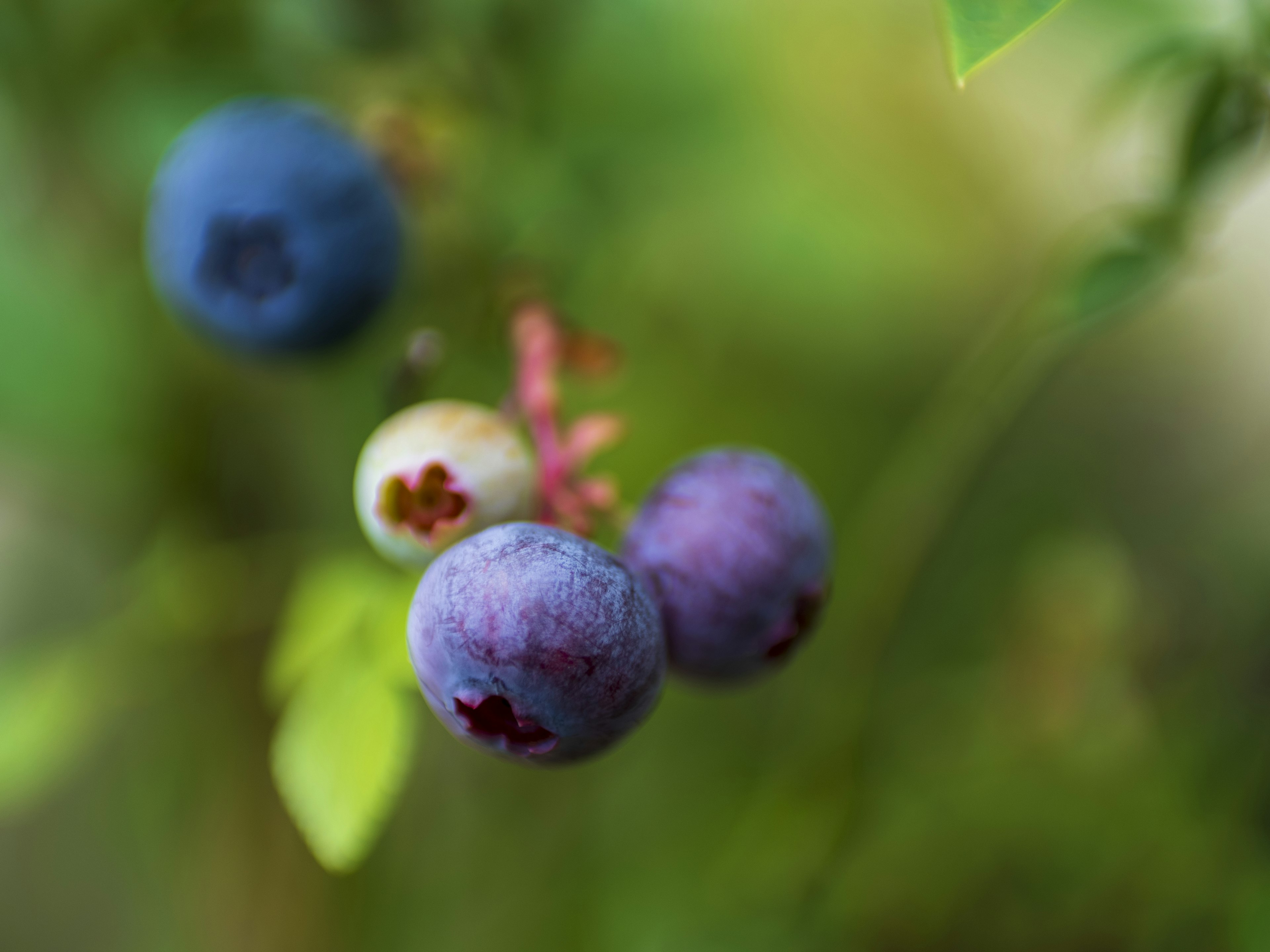 Close-up blueberry dengan daun hijau