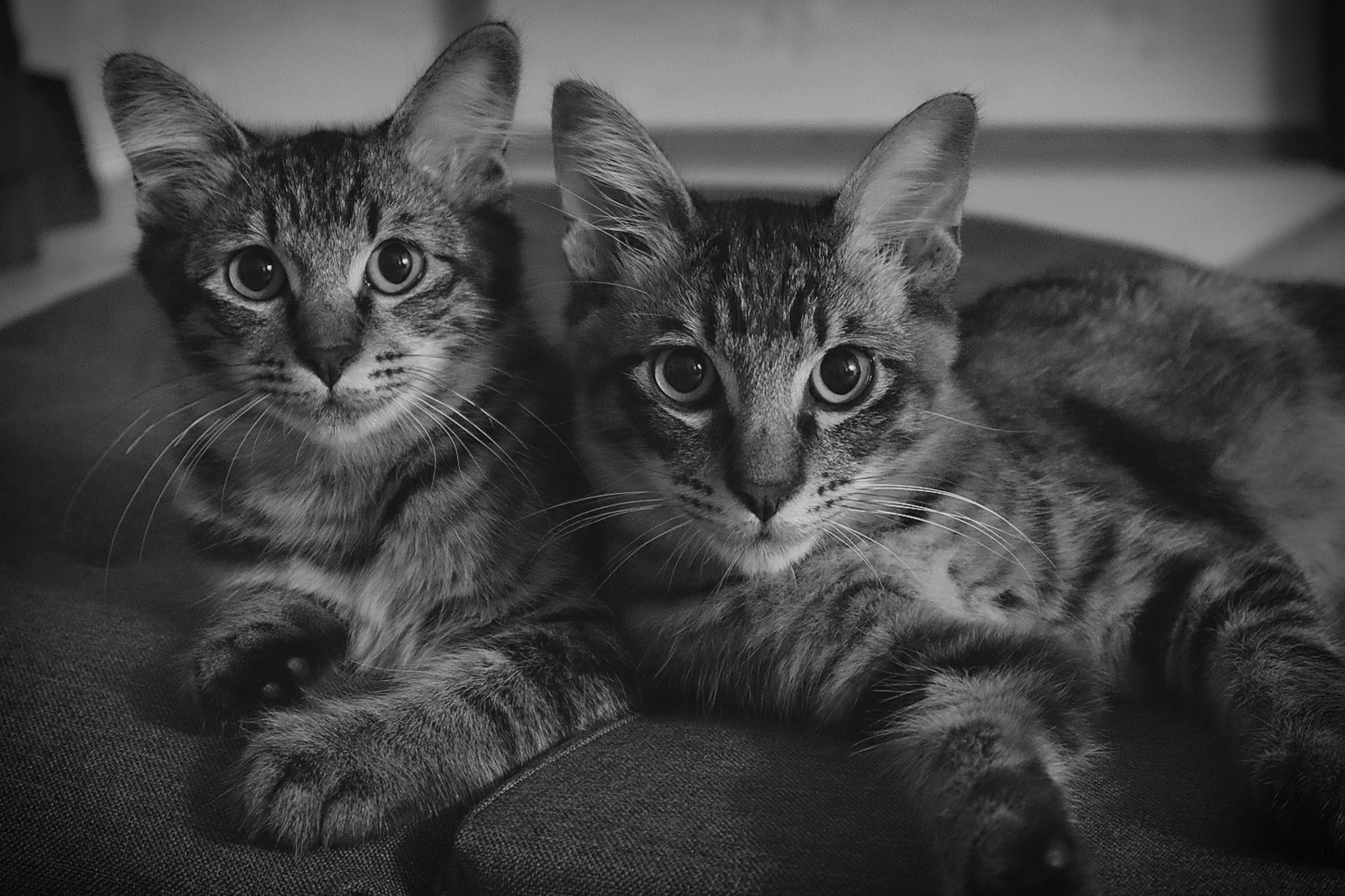 Two kittens lying side by side in a black and white photo