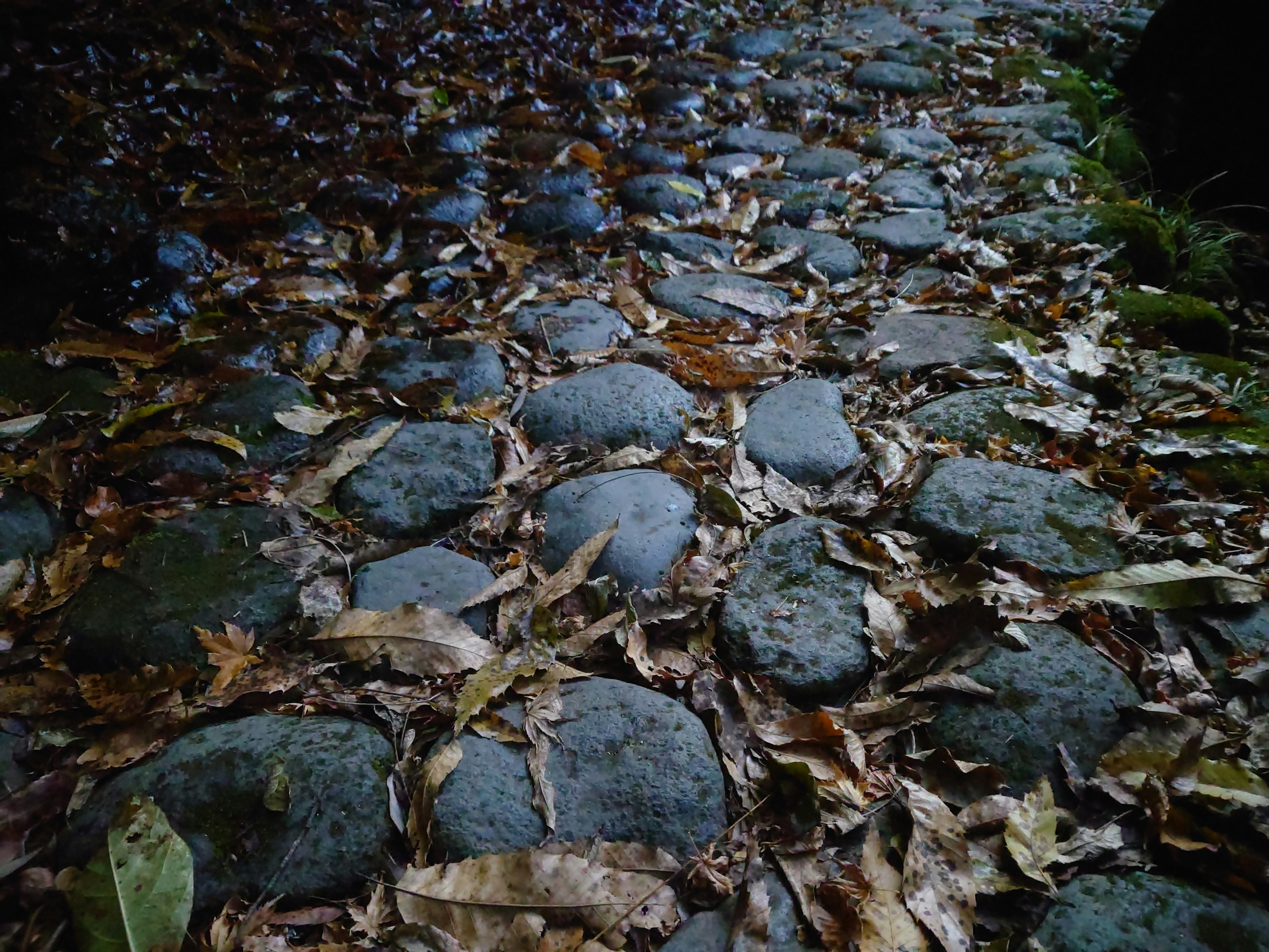 Chemin en pierres recouvert de feuilles mortes