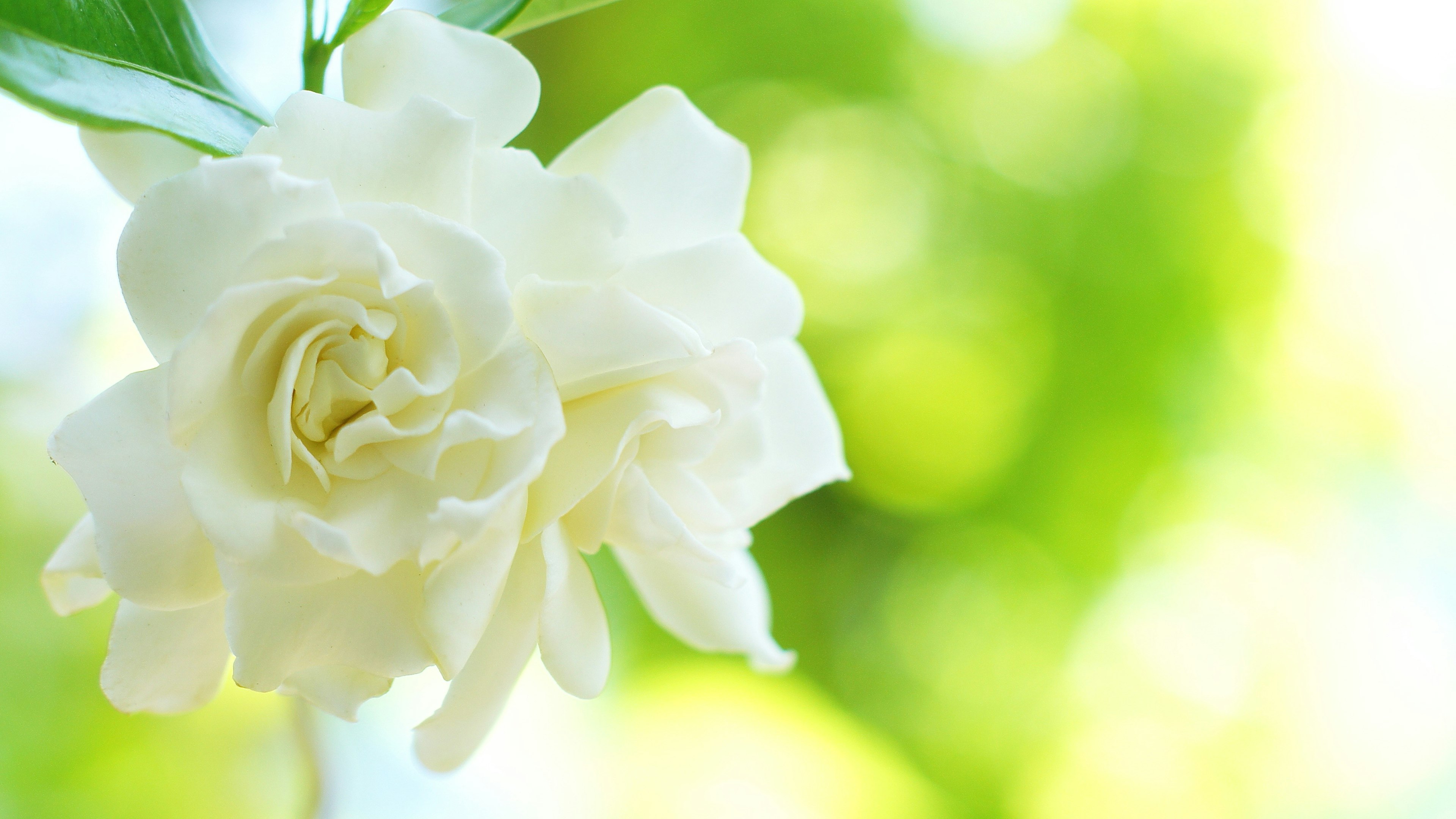 Un fiore di gardenia bianco che sboccia su uno sfondo verde morbido