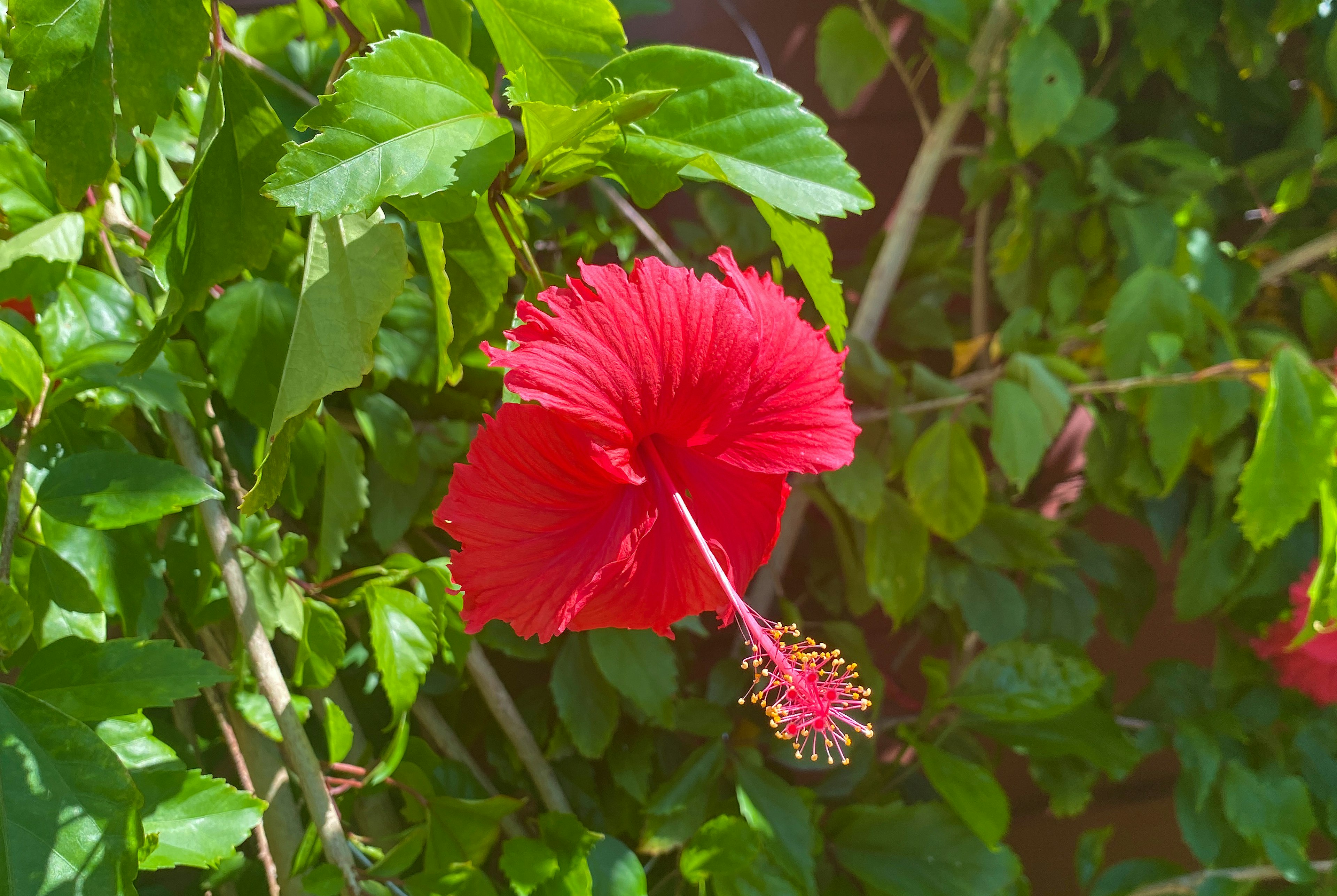 Flor de hibisco rojo vibrante rodeada de hojas verdes exuberantes