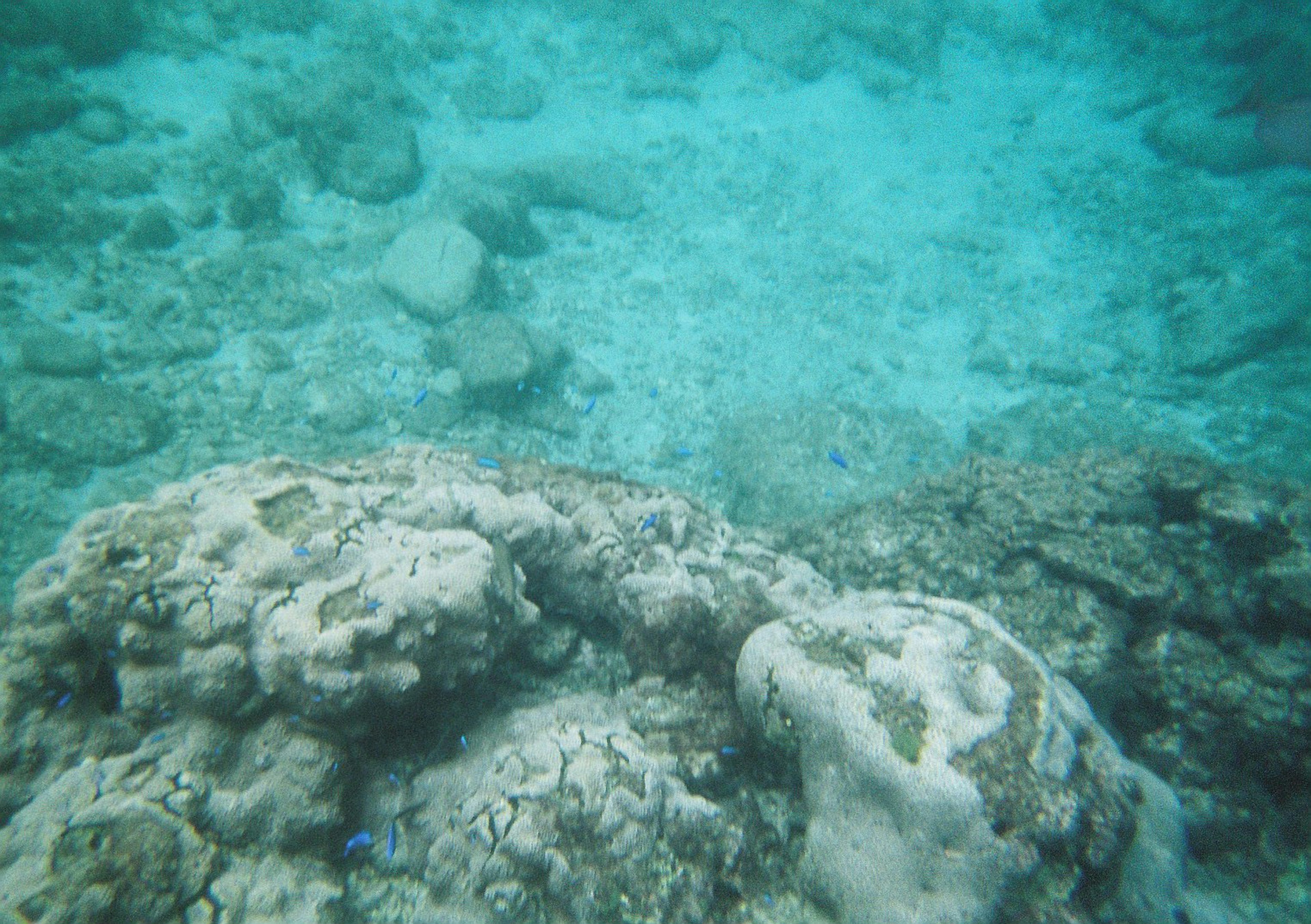 Vista submarina de coral y rocas con agua turquesa