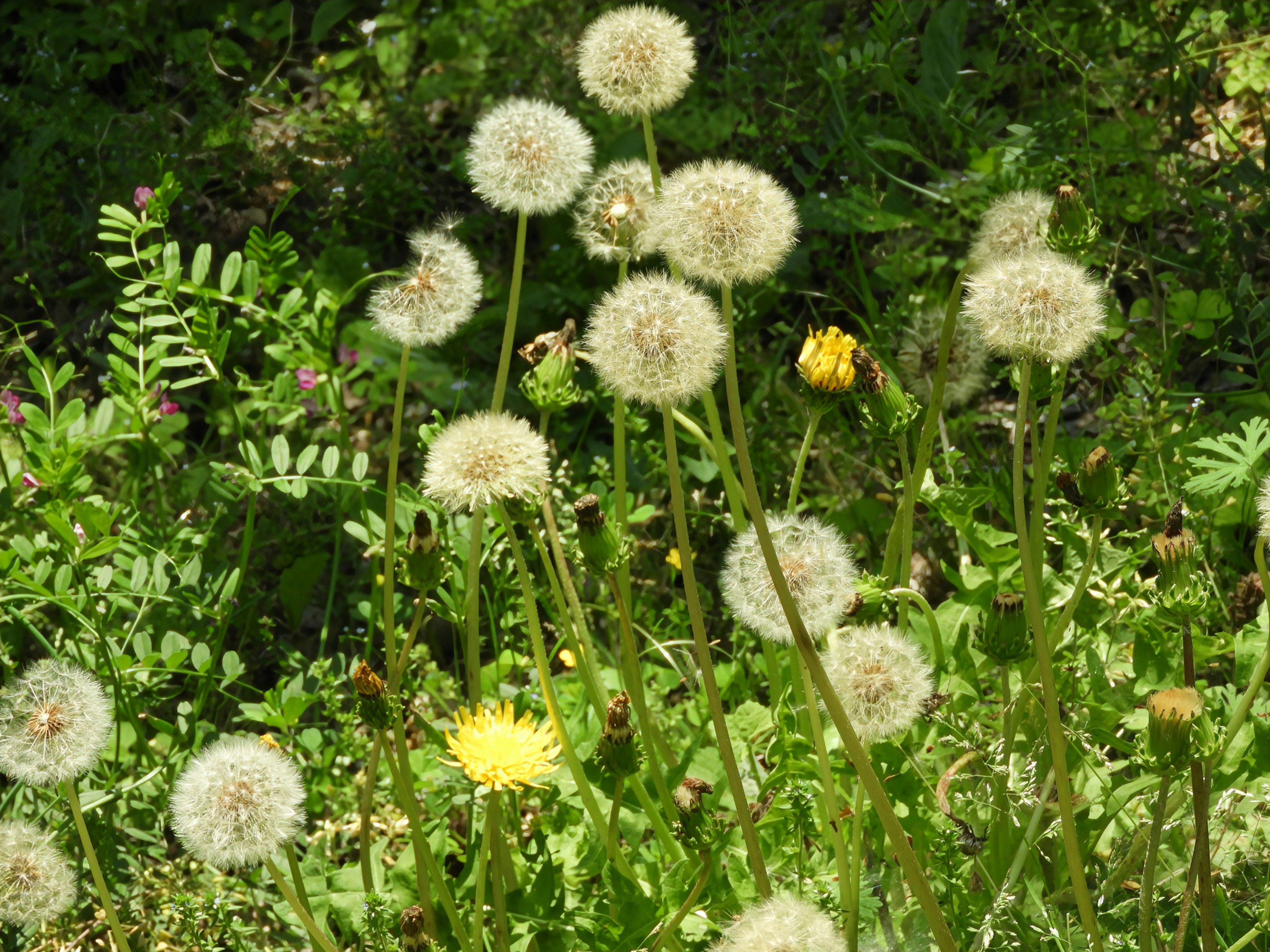 Ansammlung von weißen Löwenzahnflusen in einer grünen Wiese