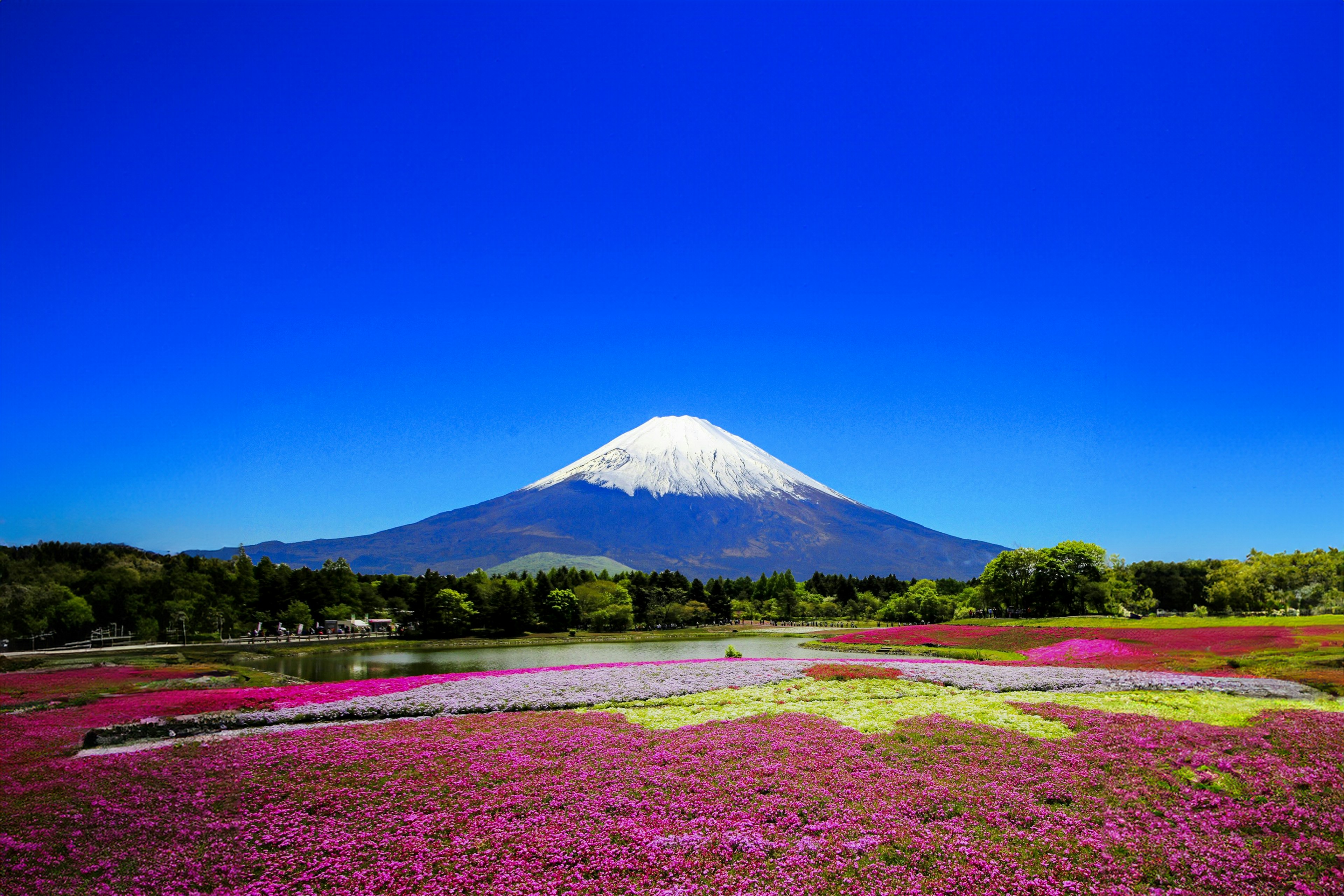 Mont Fuji avec des champs de fleurs colorés