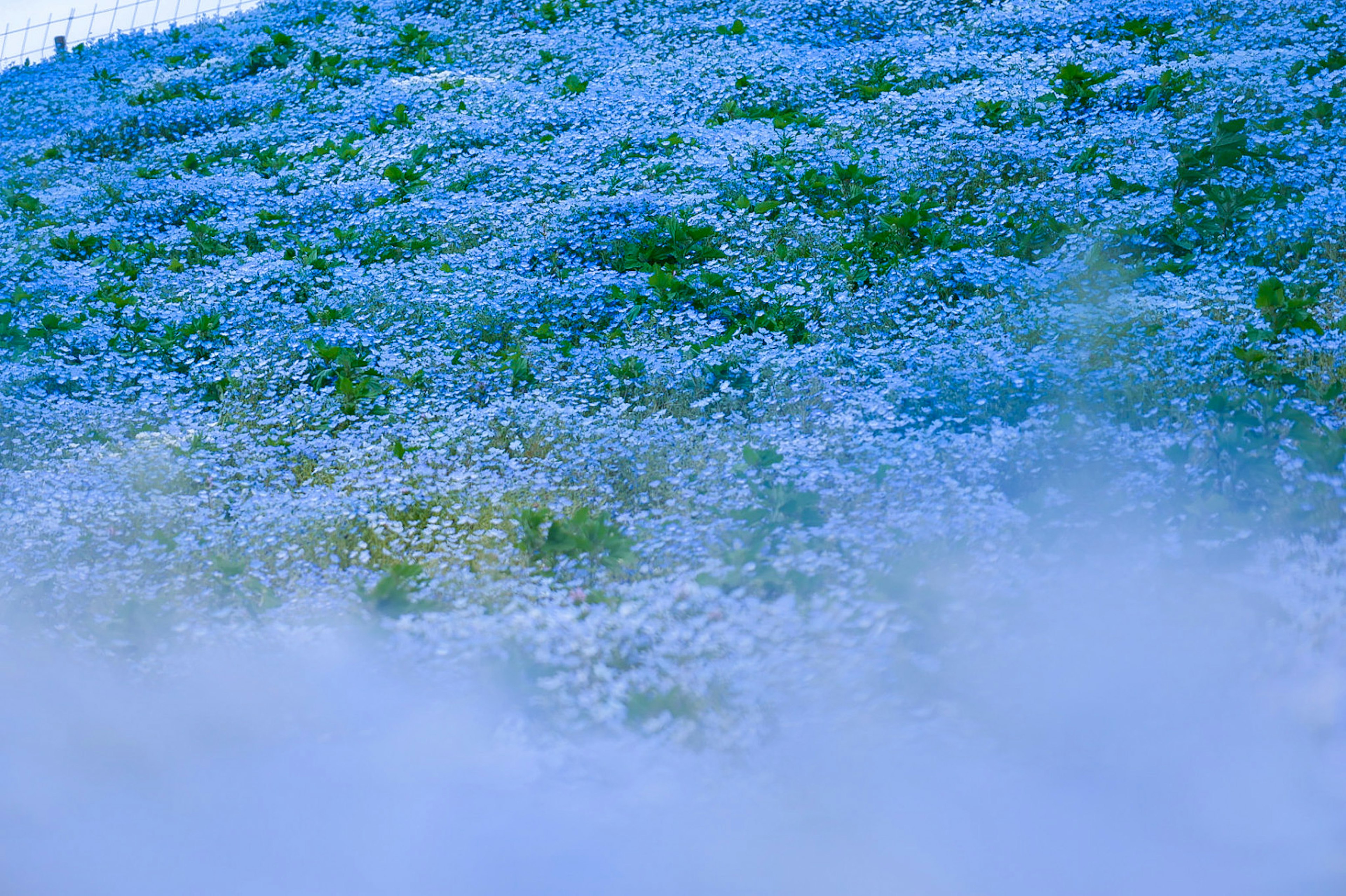 Landscape of a hill covered with blue flowers