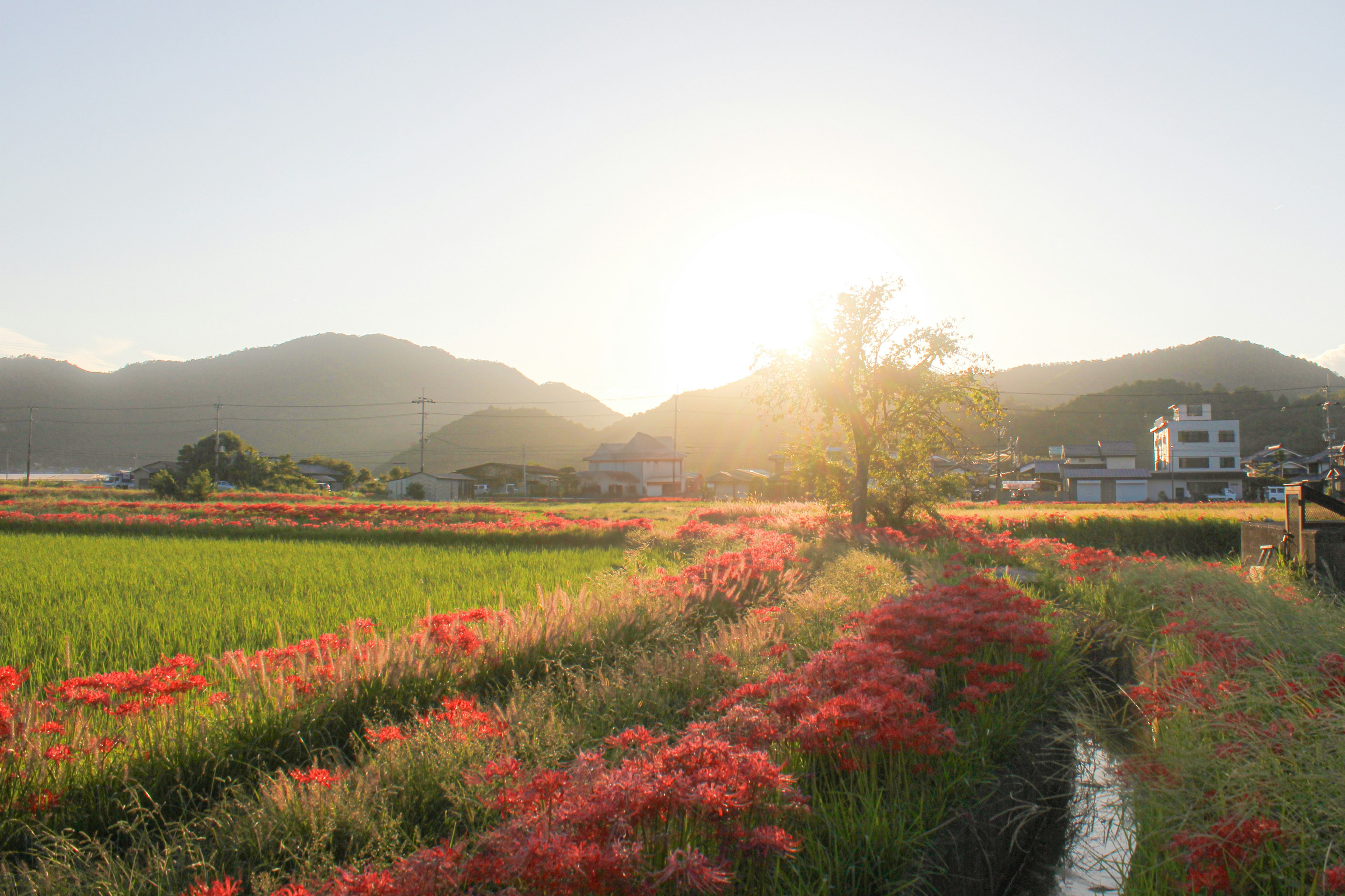 Fondo de atardecer con lirios rojos y campos de arroz verdes