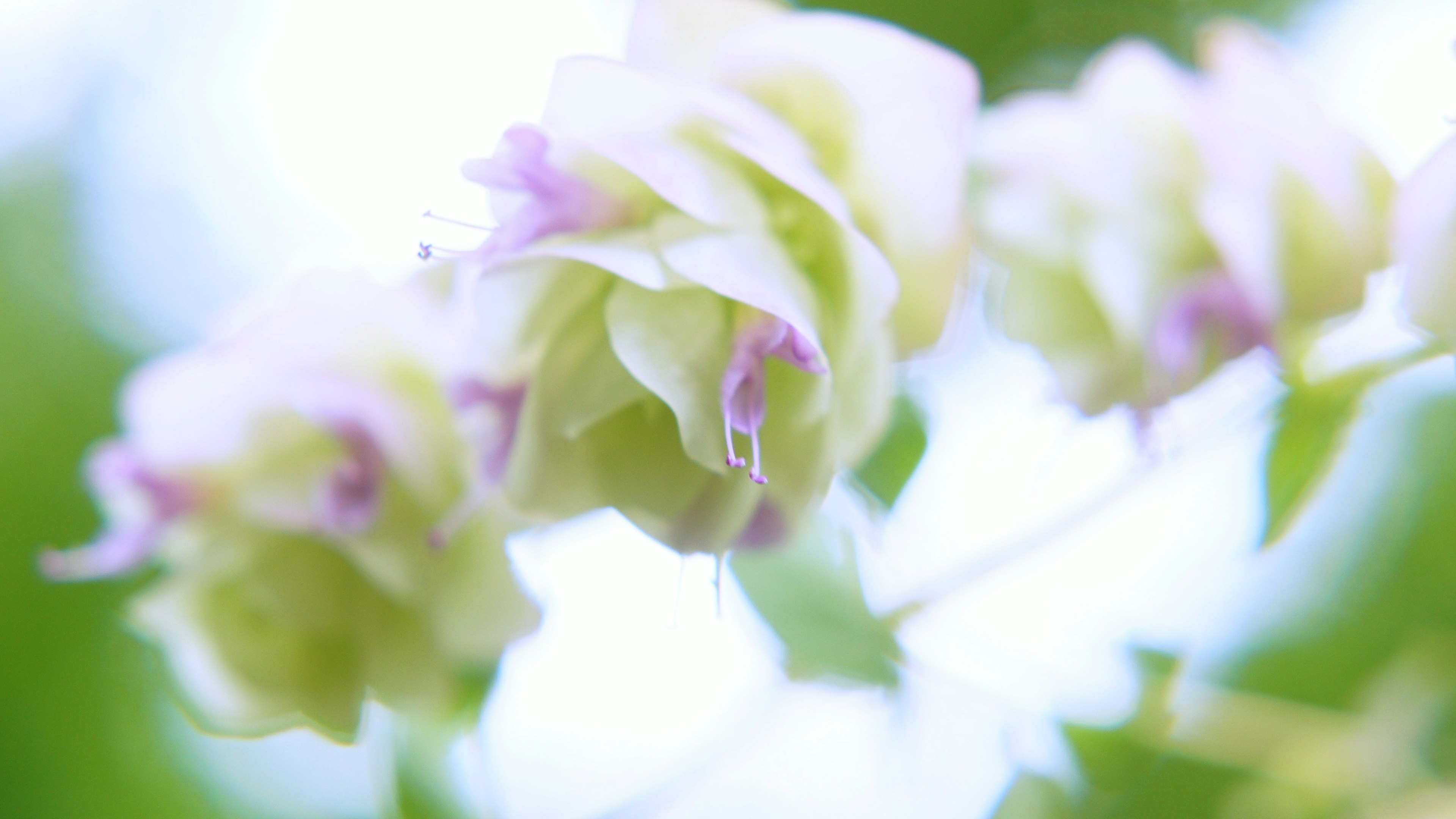 特写的花朵，带有淡紫色和绿色的花瓣