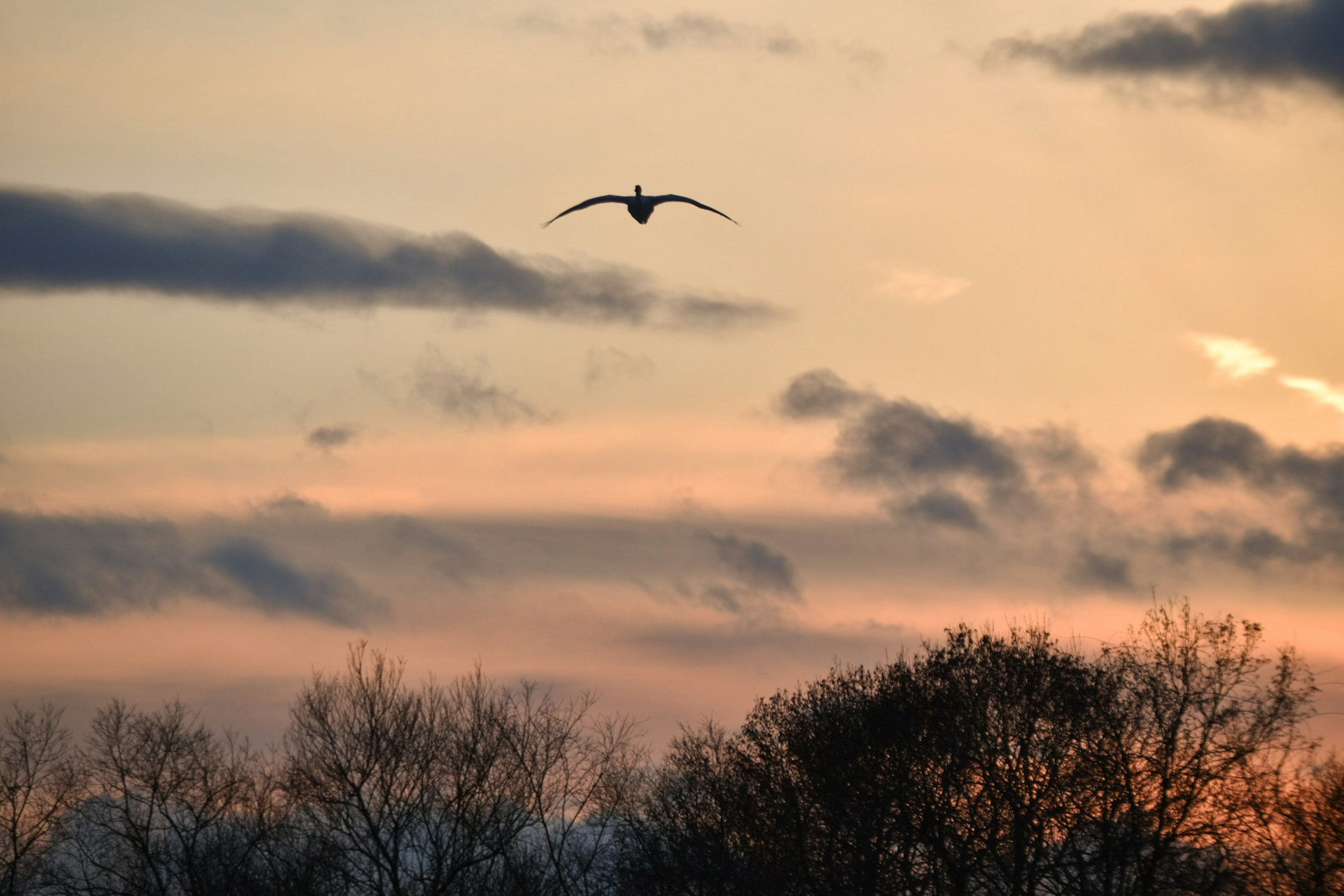 夕暮れ時の空を飛ぶ白鳥と木々のシルエット