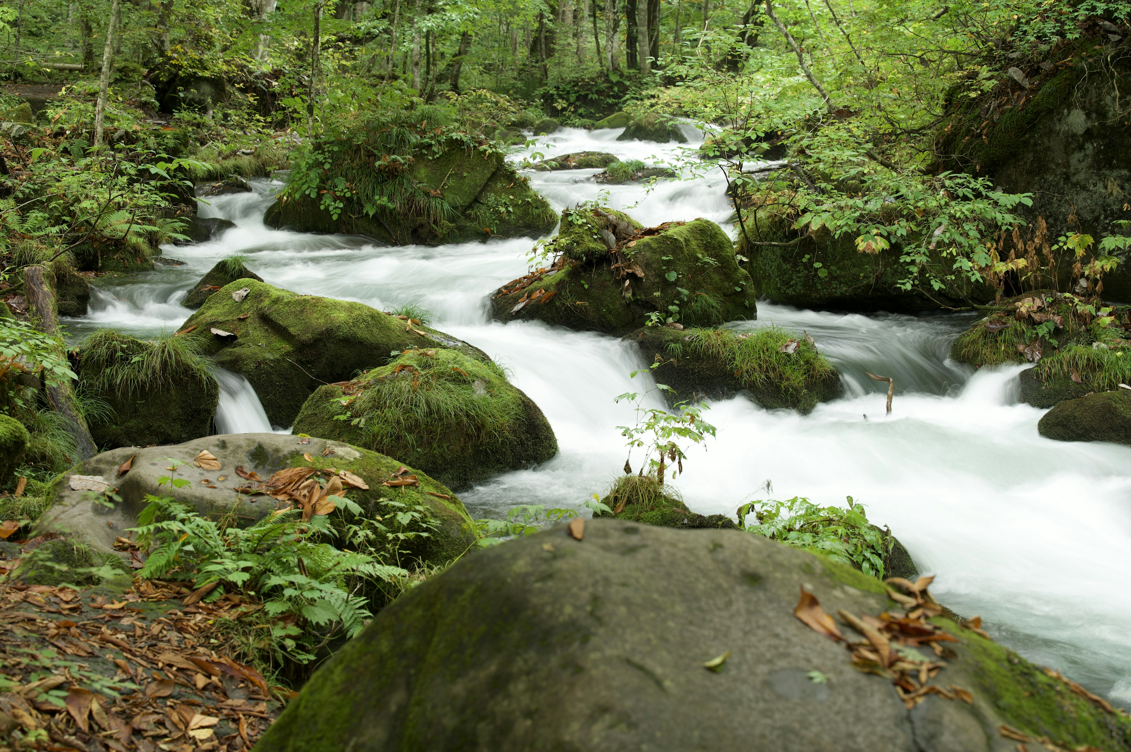 Un ruscello sereno che scorre attraverso una foresta lussureggiante con rocce coperte di muschio