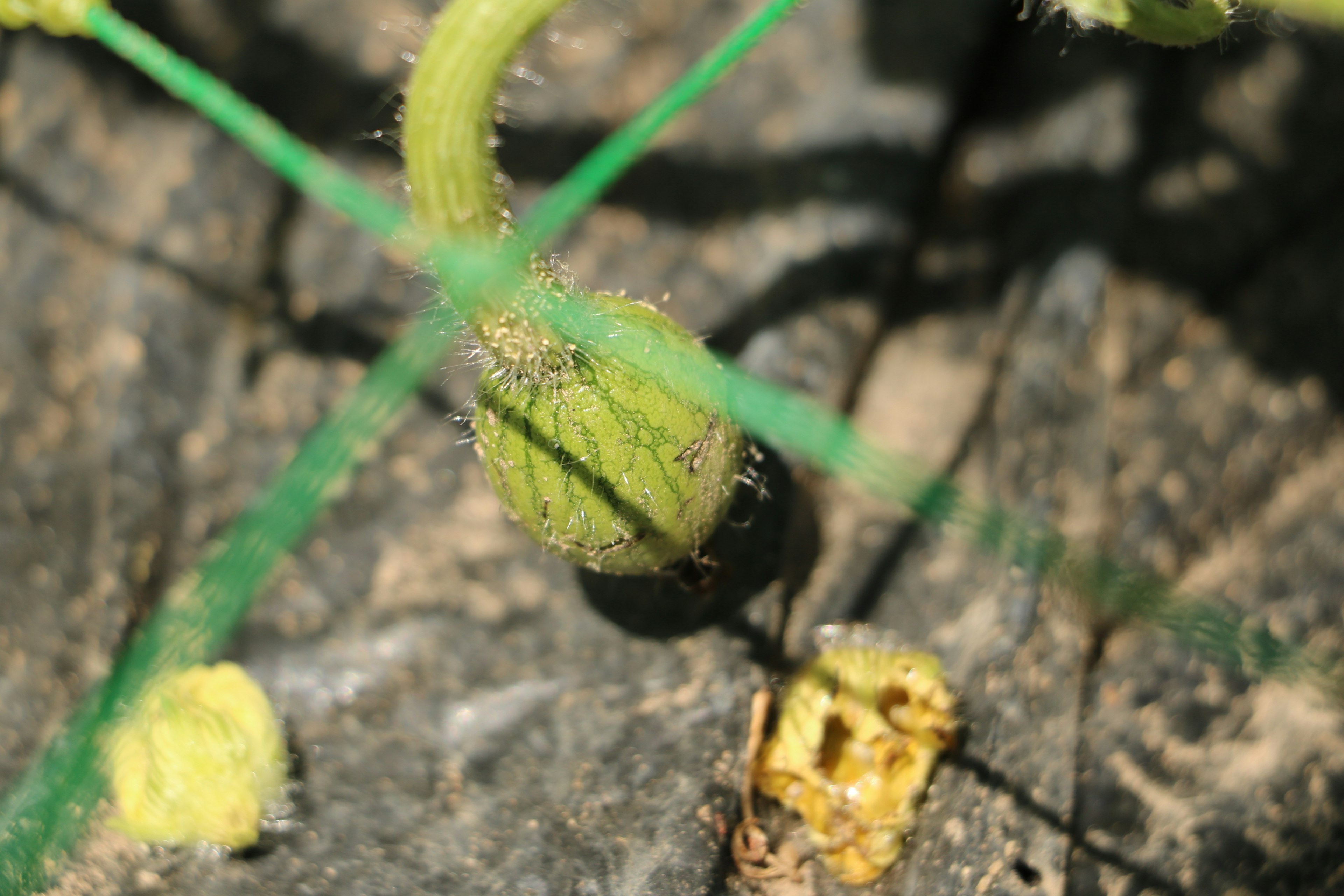 Green fruit attached to a stem with small yellow flowers nearby