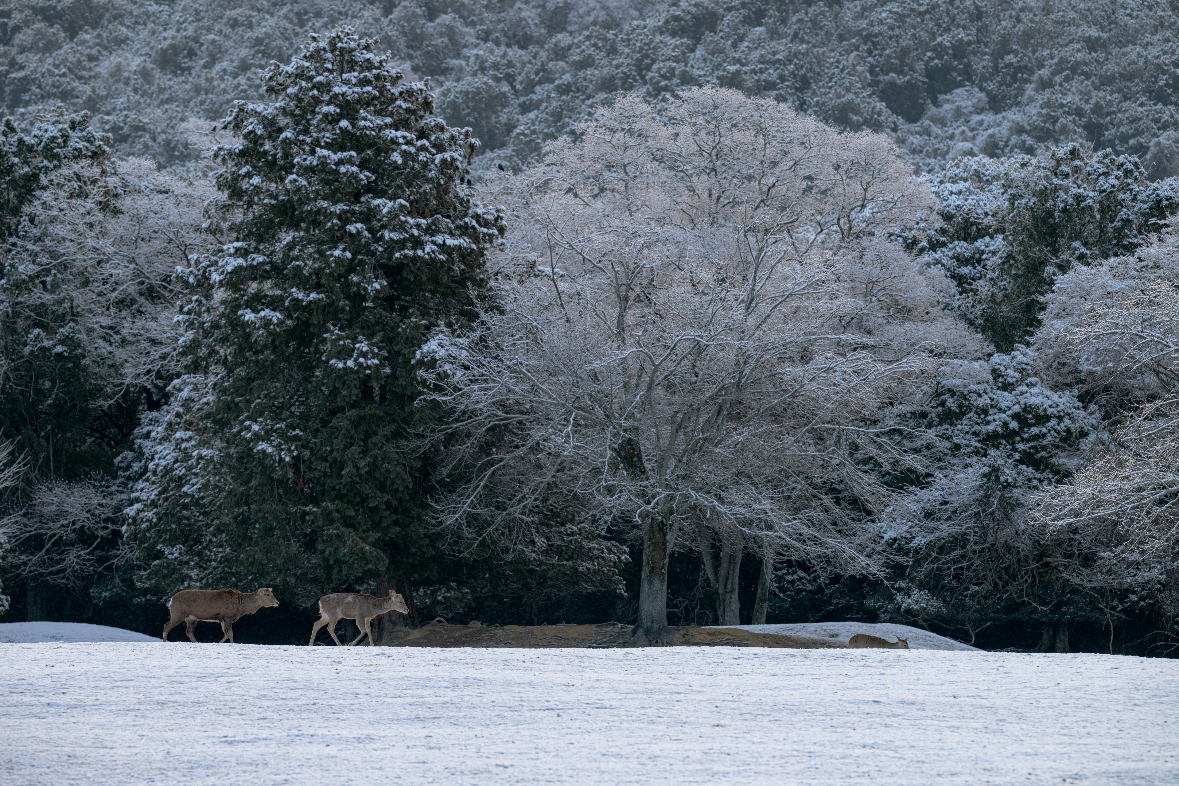 Two deer in a snow-covered landscape with trees