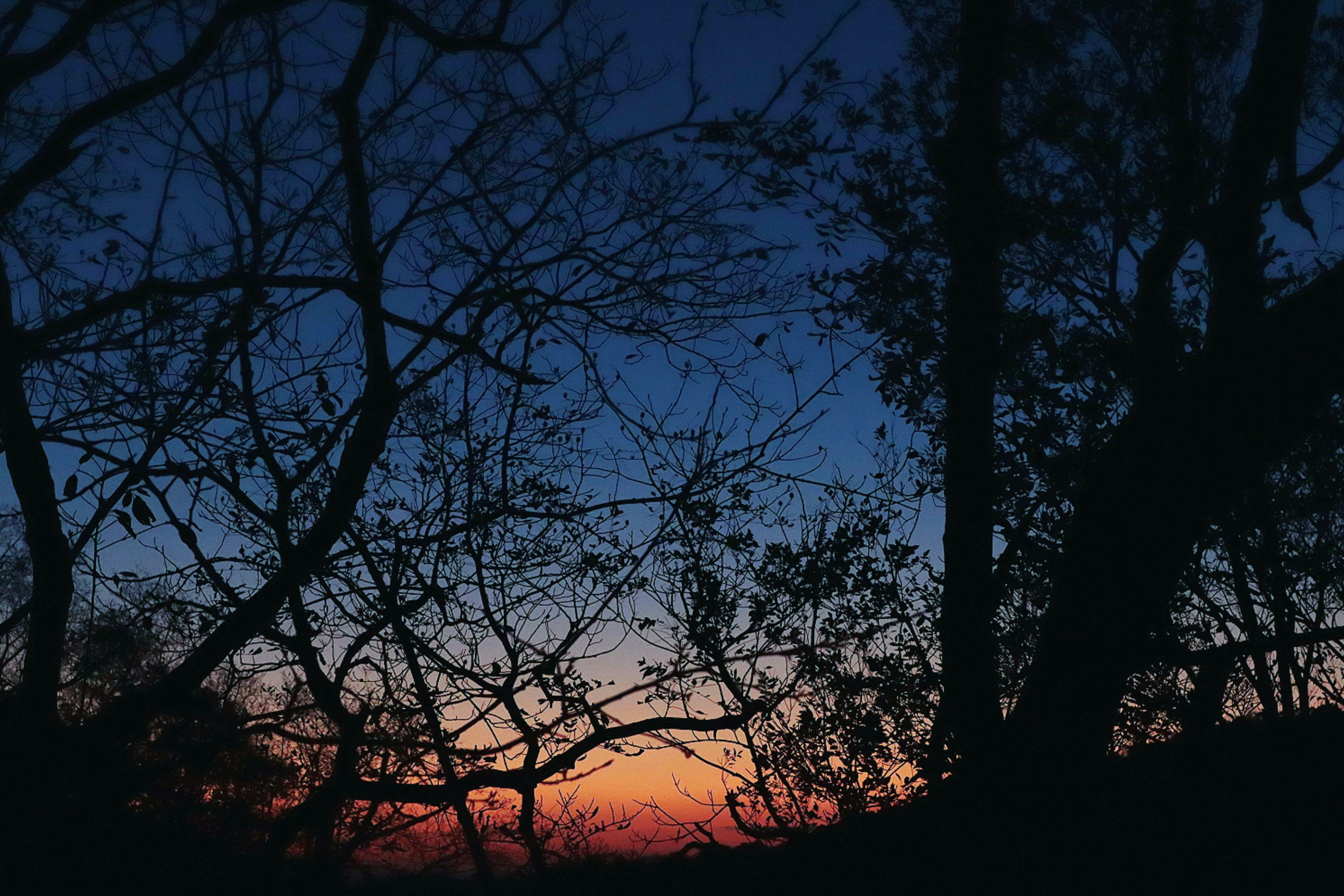 Silhouette of trees against a colorful sunset sky