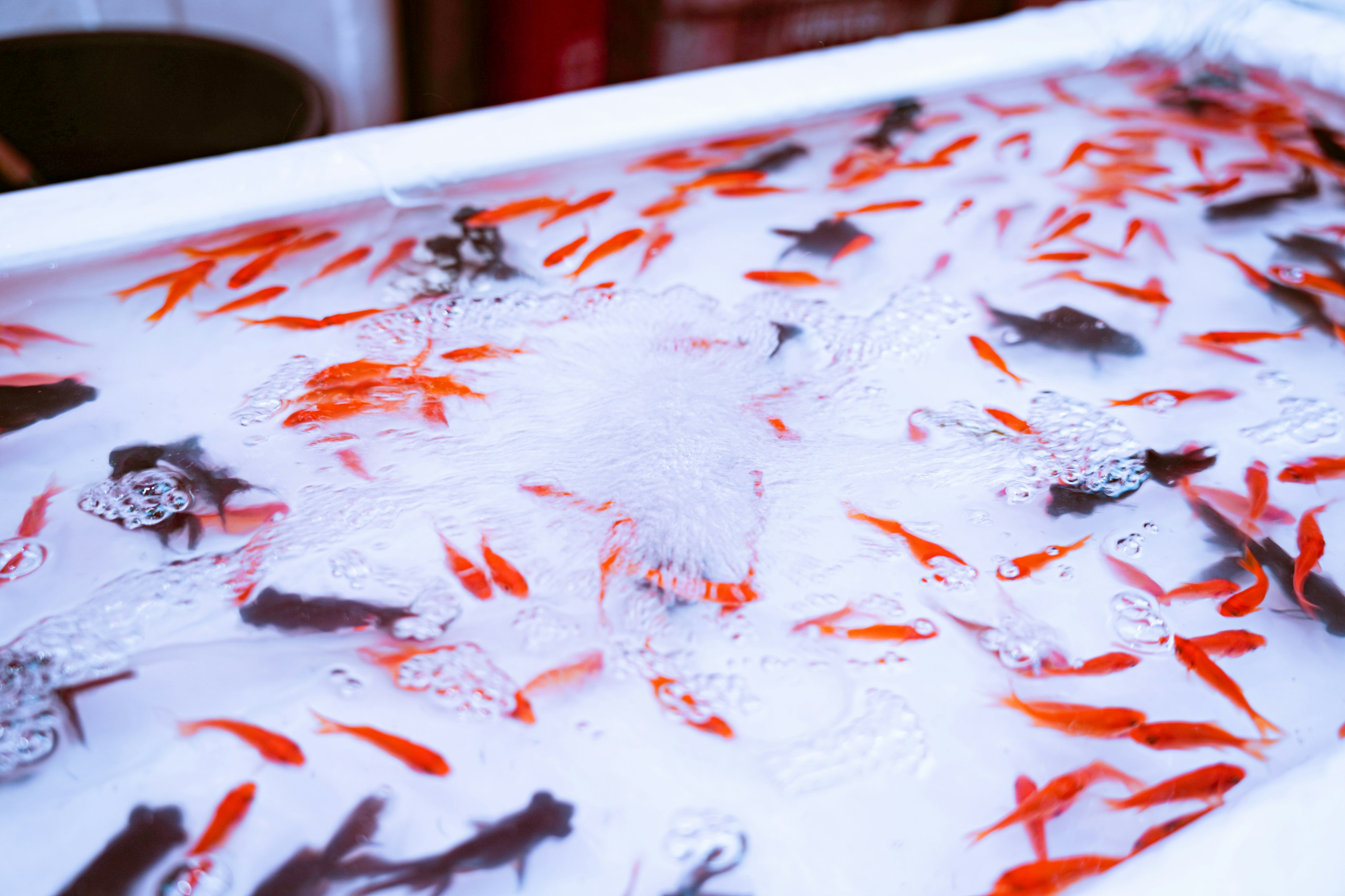 Goldfische schwimmen in einem Tank mit roten und schwarzen Sorten