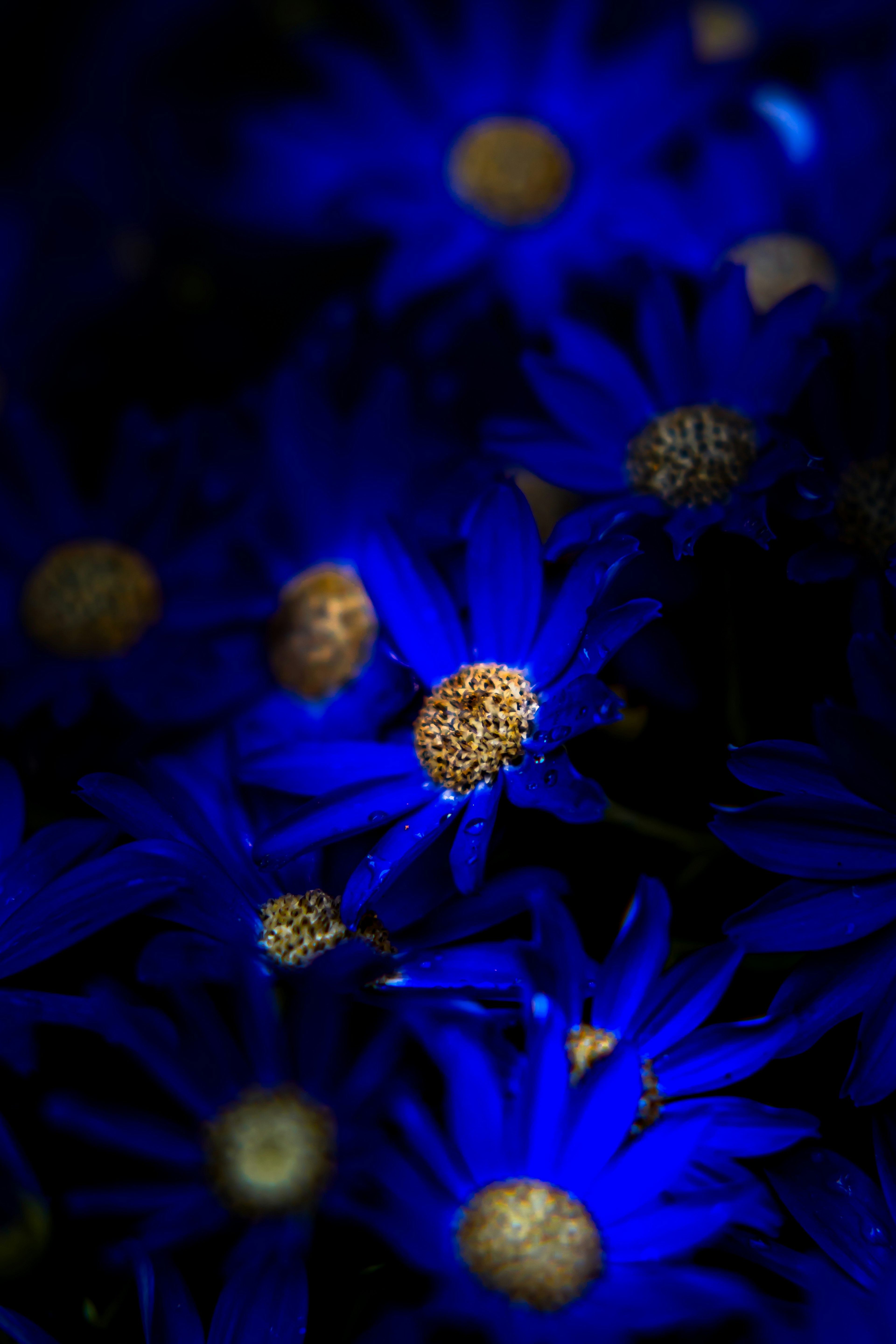 Image de fleurs bleues vives avec une fleur jaune centrale