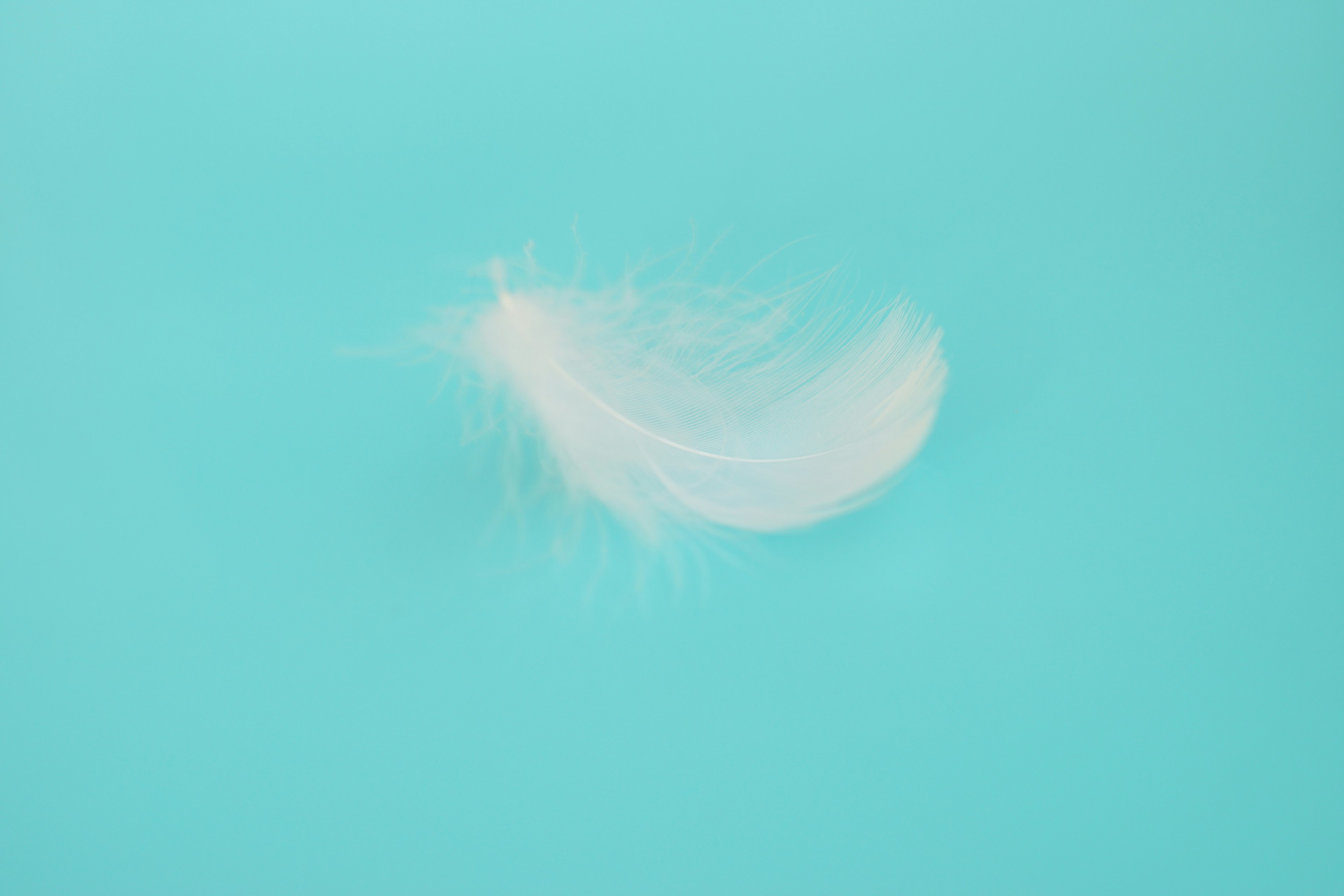 A white feather floating on a turquoise background