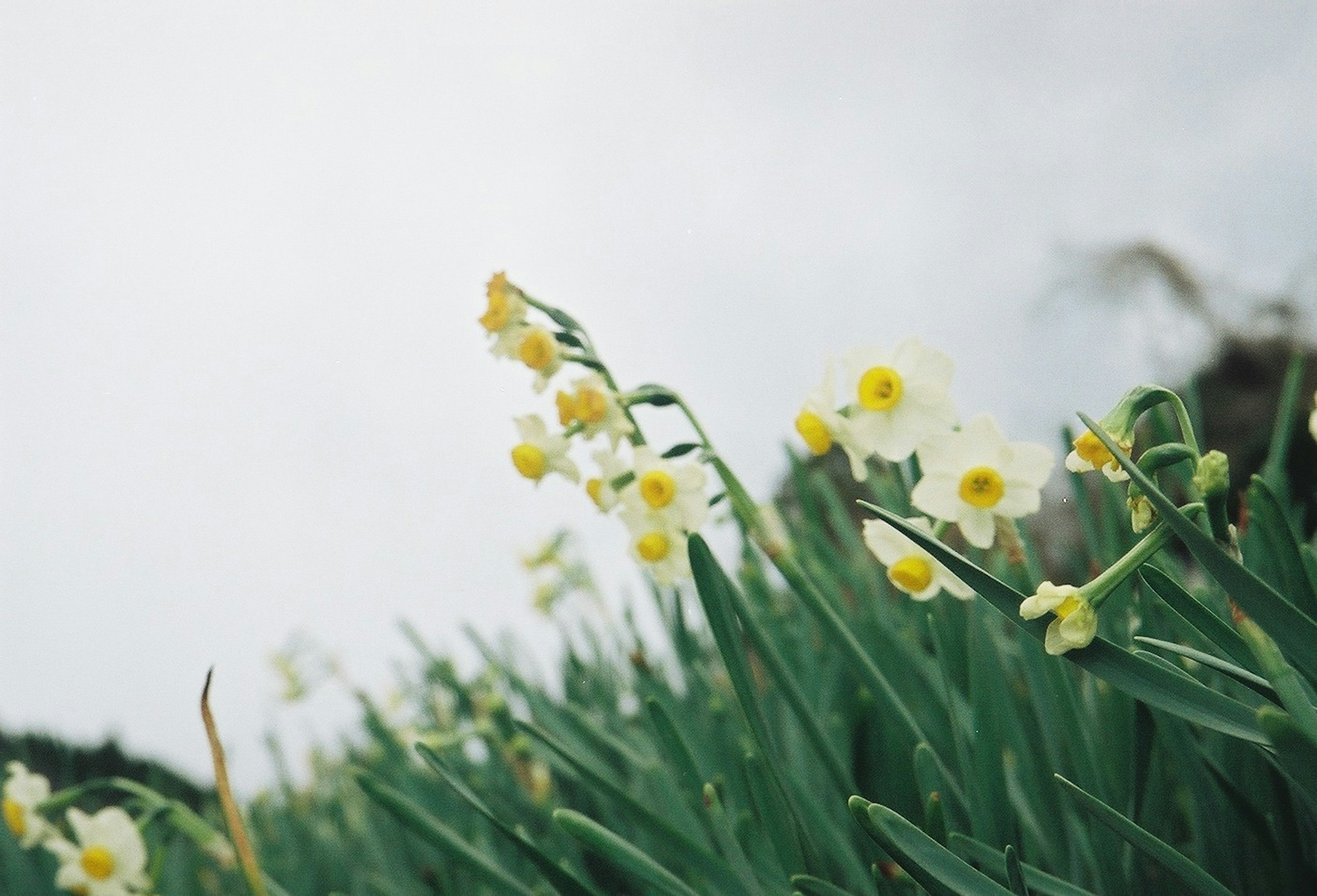 Un paesaggio di foglie verdi con fiori gialli in fiore