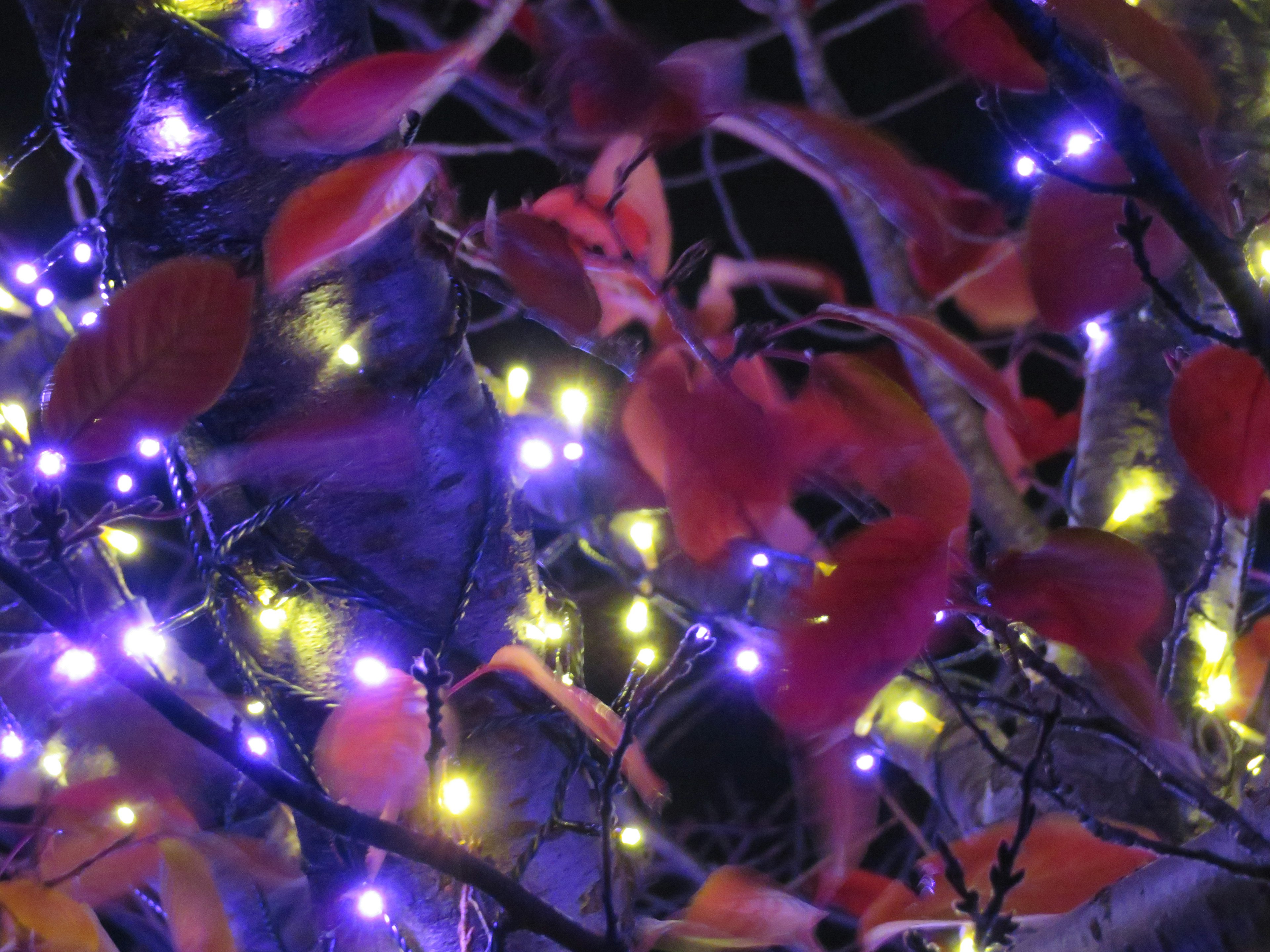 Close-up of tree branches with red leaves and glowing purple lights