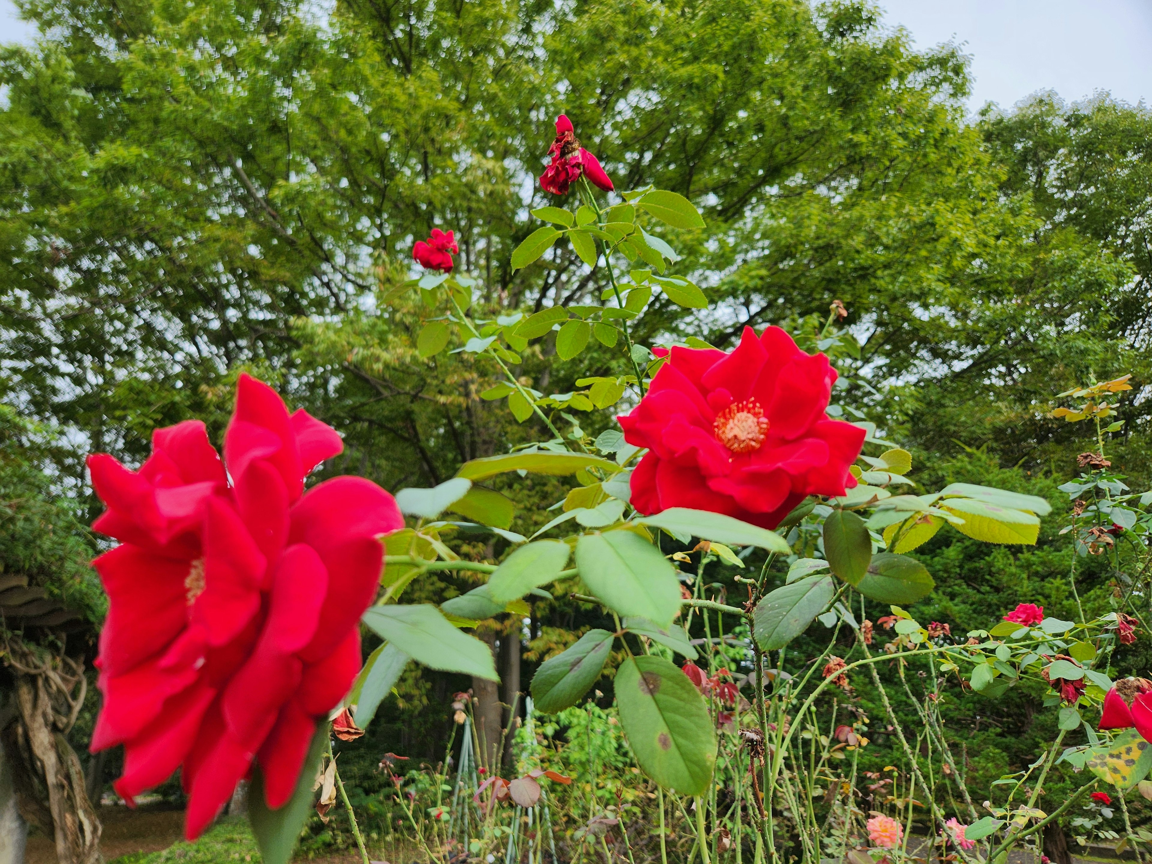 Roses rouges en fleurs sur une plante avec un fond vert