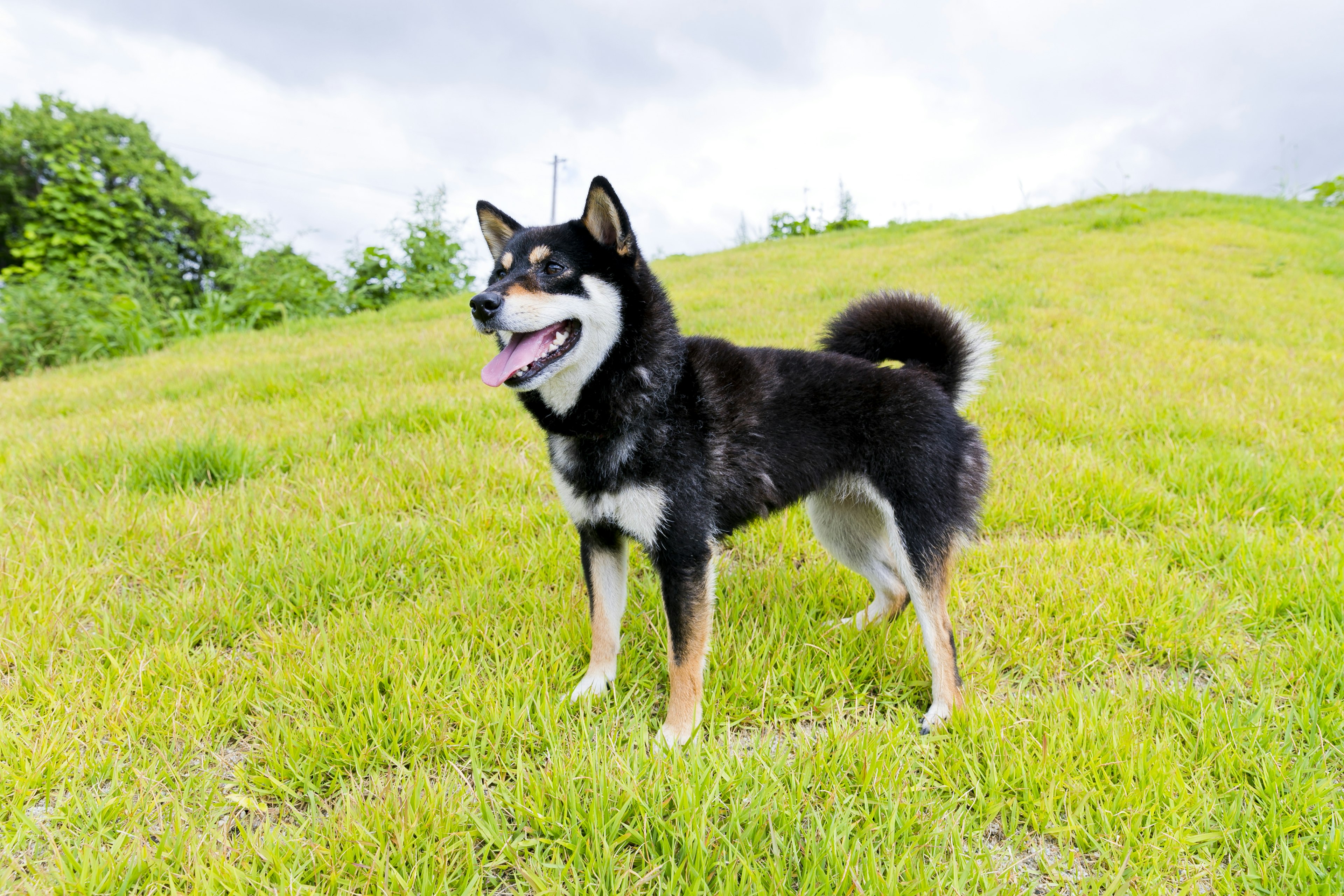 A black Shiba Inu standing in a grassy field