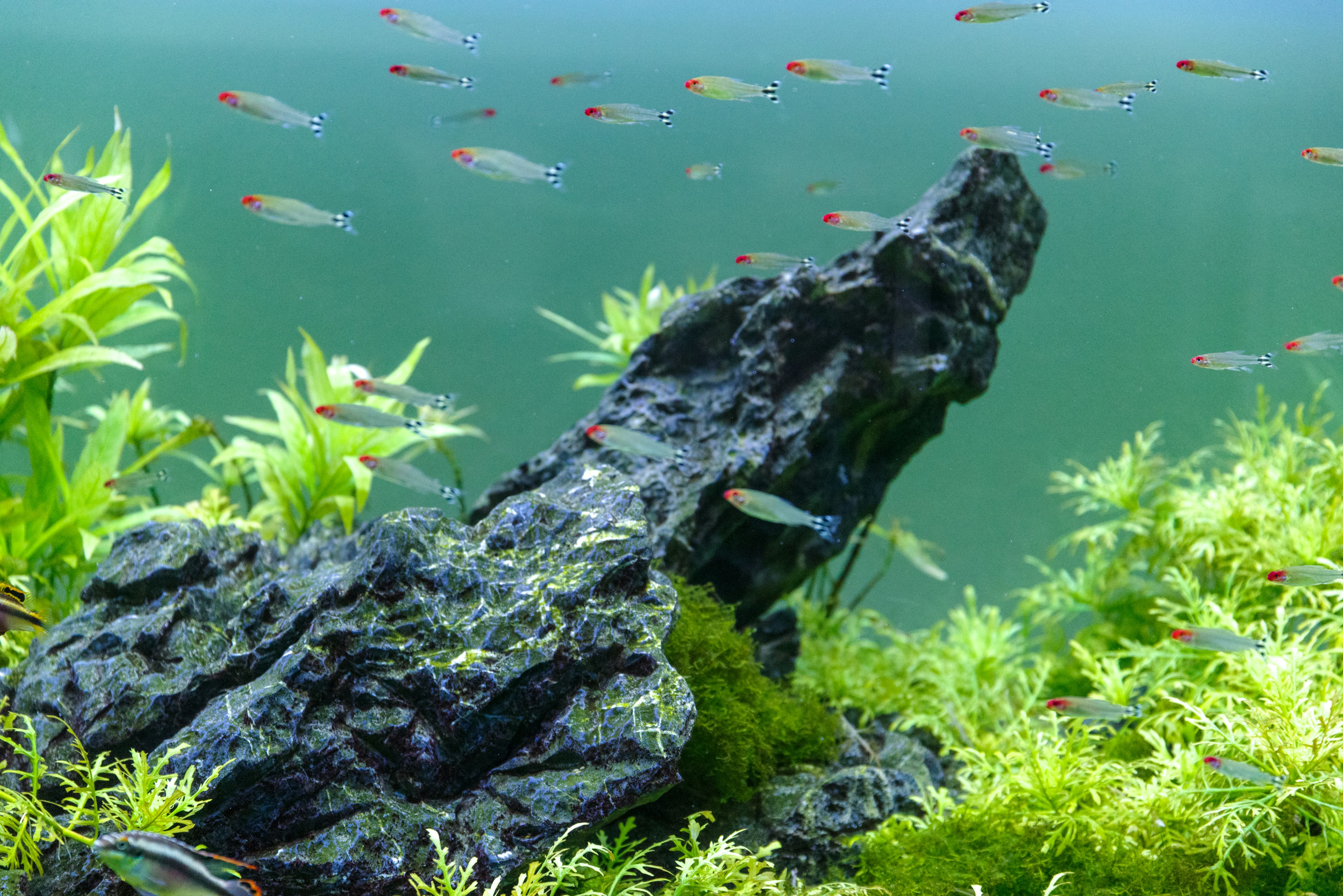 Aquarium scene with swimming fish green plants and a dark rock formation