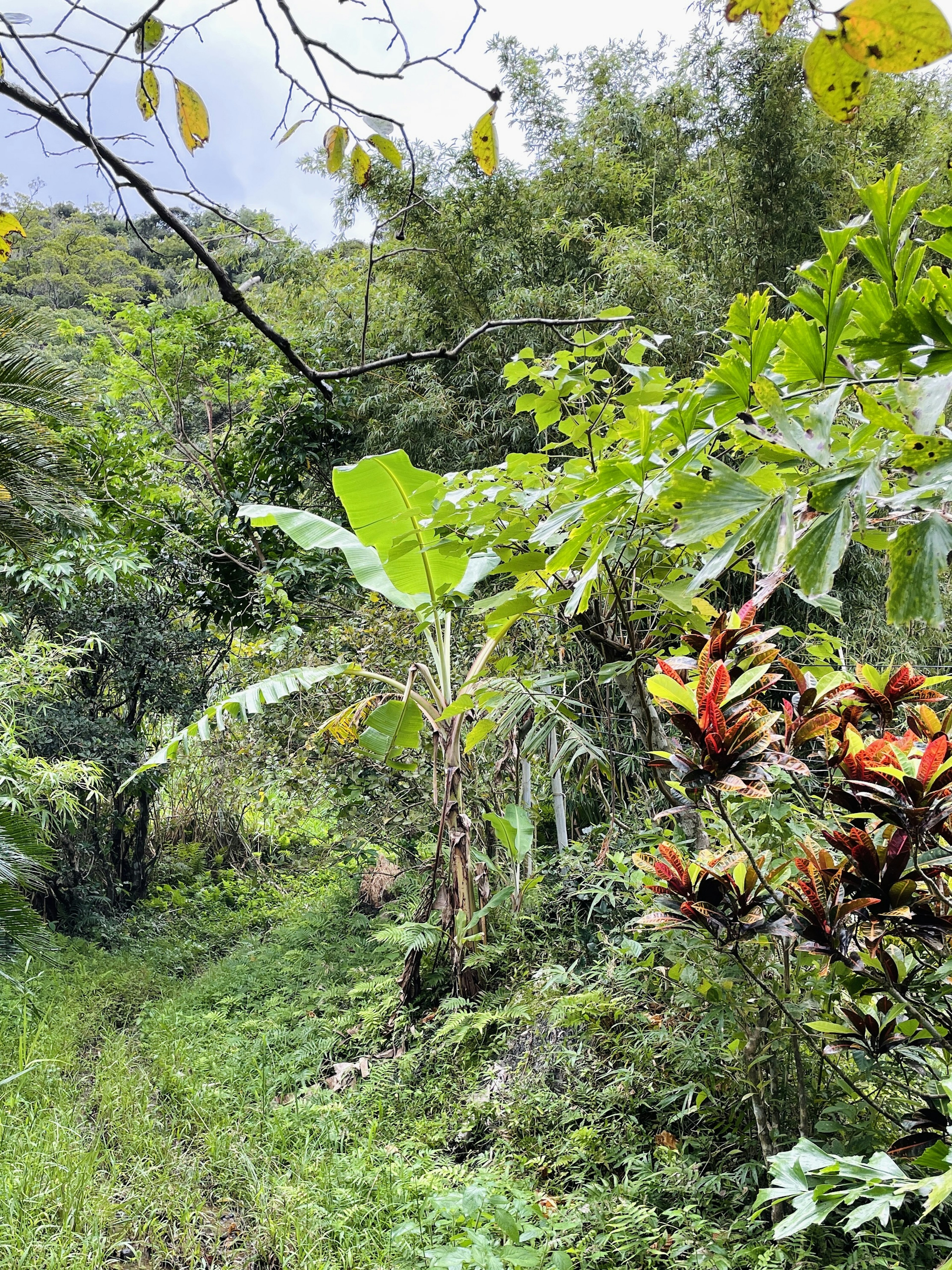 Lush tropical forest path with banana trees and colorful plants