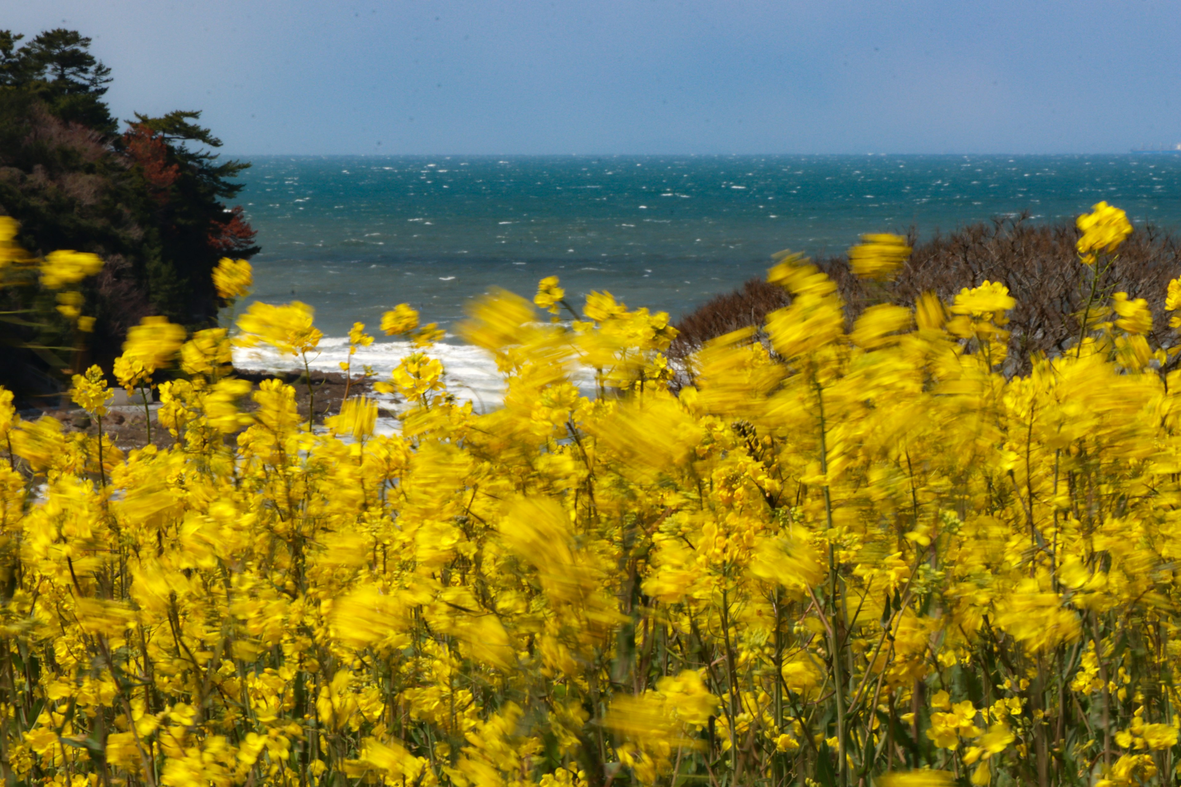 Coastal view with vibrant yellow flowers in the foreground