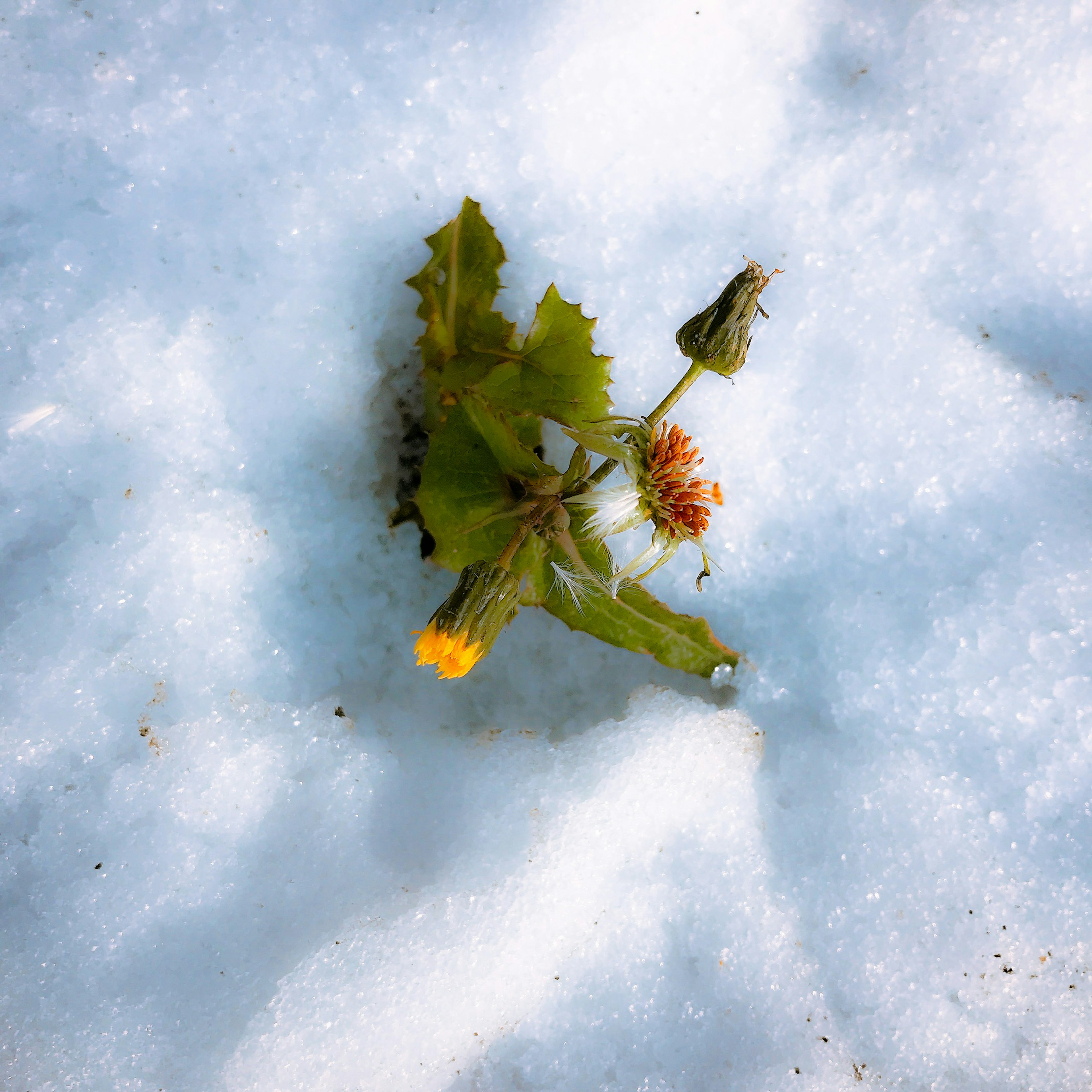 雪上的花和绿色叶子