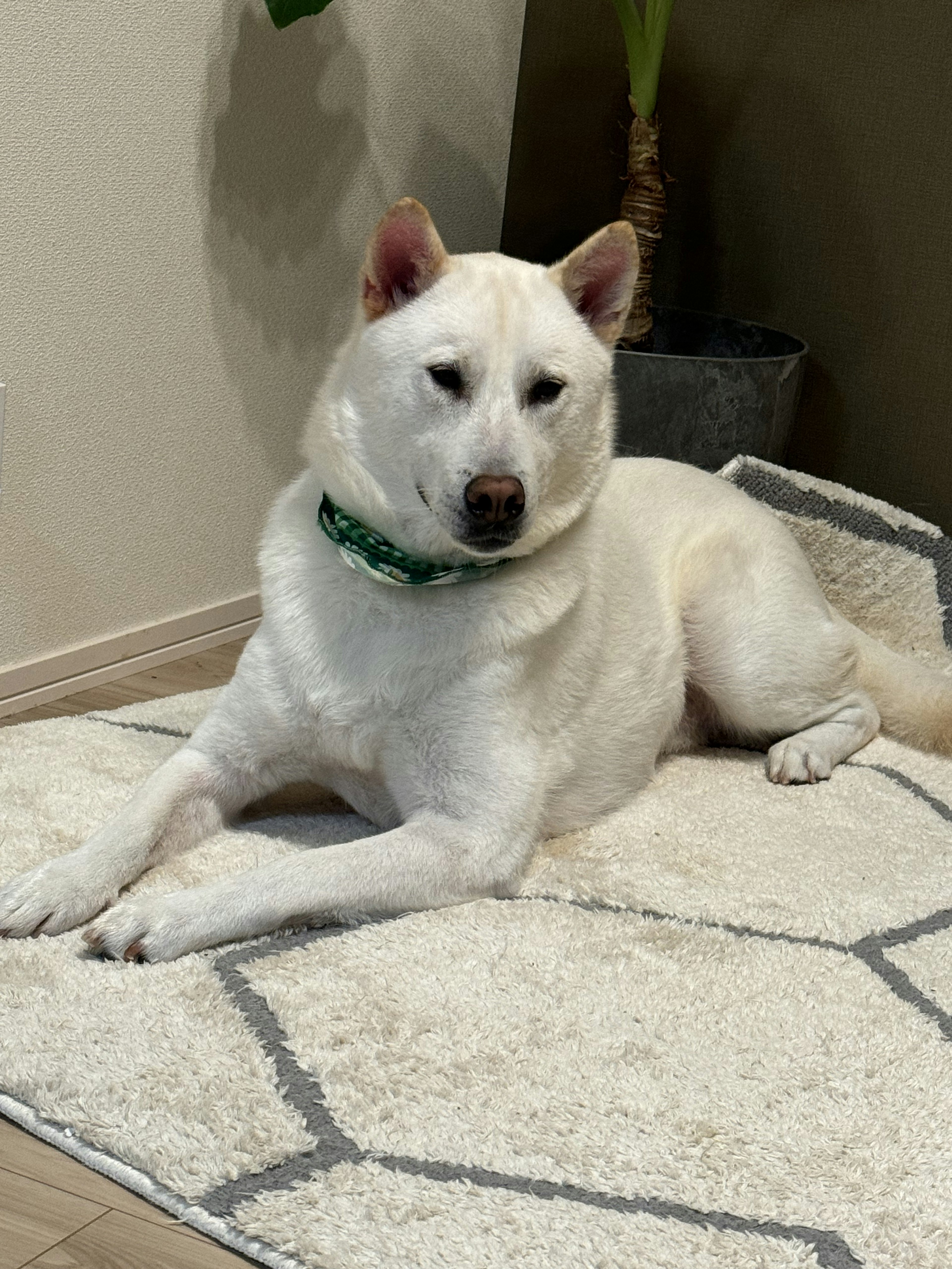 Un cane bianco sdraiato su un tappeto a motivo geometrico Una pianta in vaso è visibile sullo sfondo