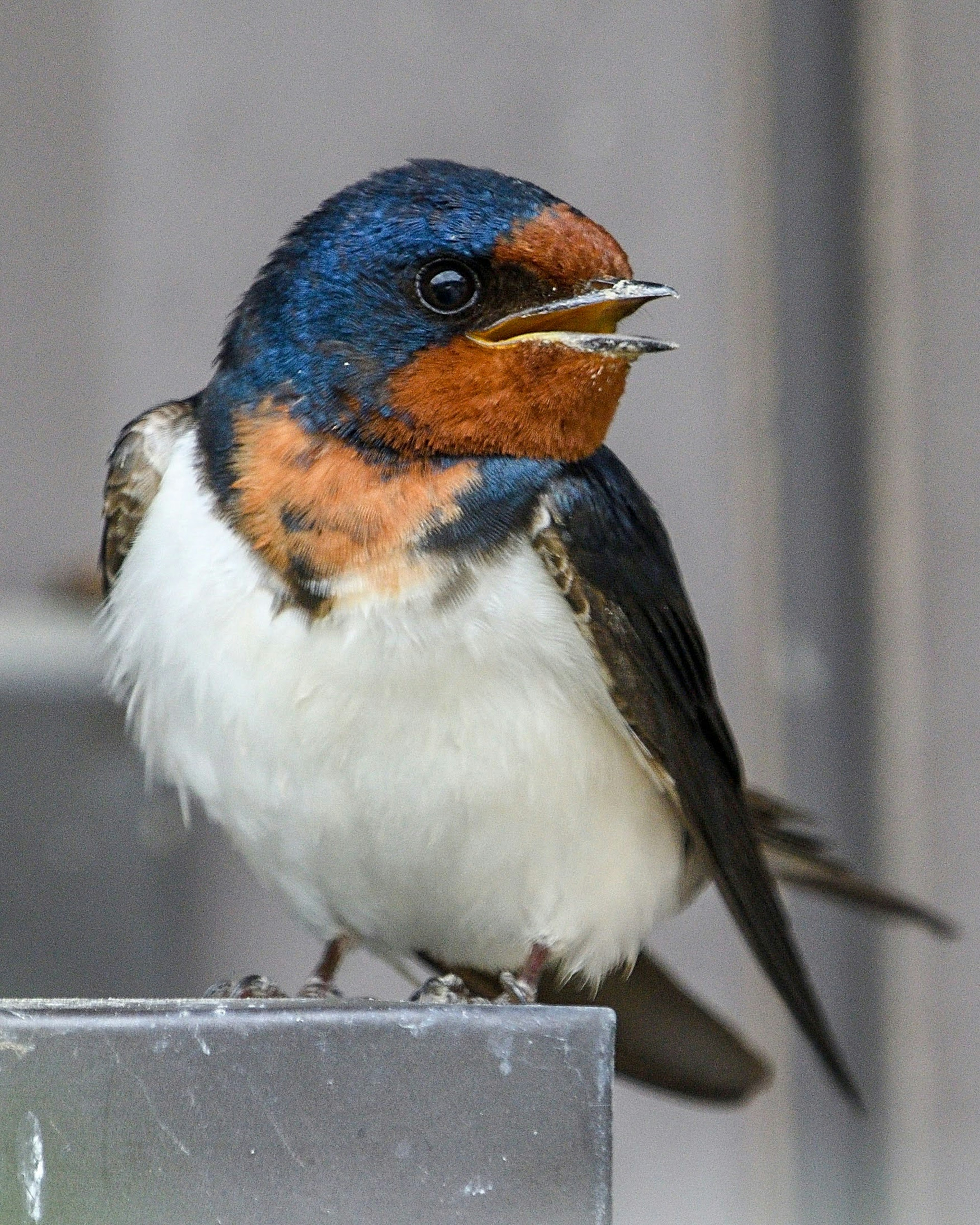 Un piccolo uccello con testa blu e gola arancione appollaiato su una superficie metallica