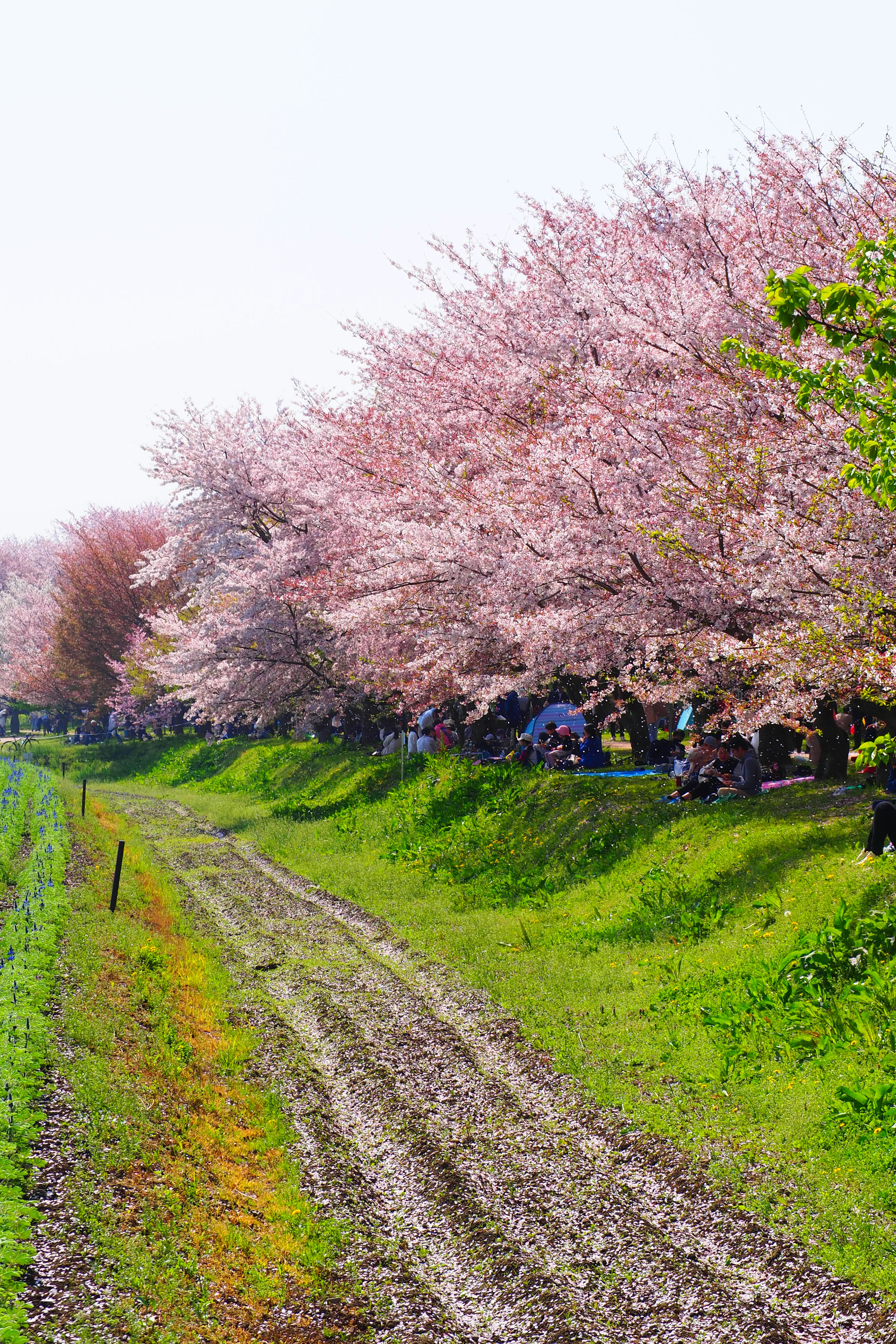 Beautiful path lined with cherry blossom trees and green grass