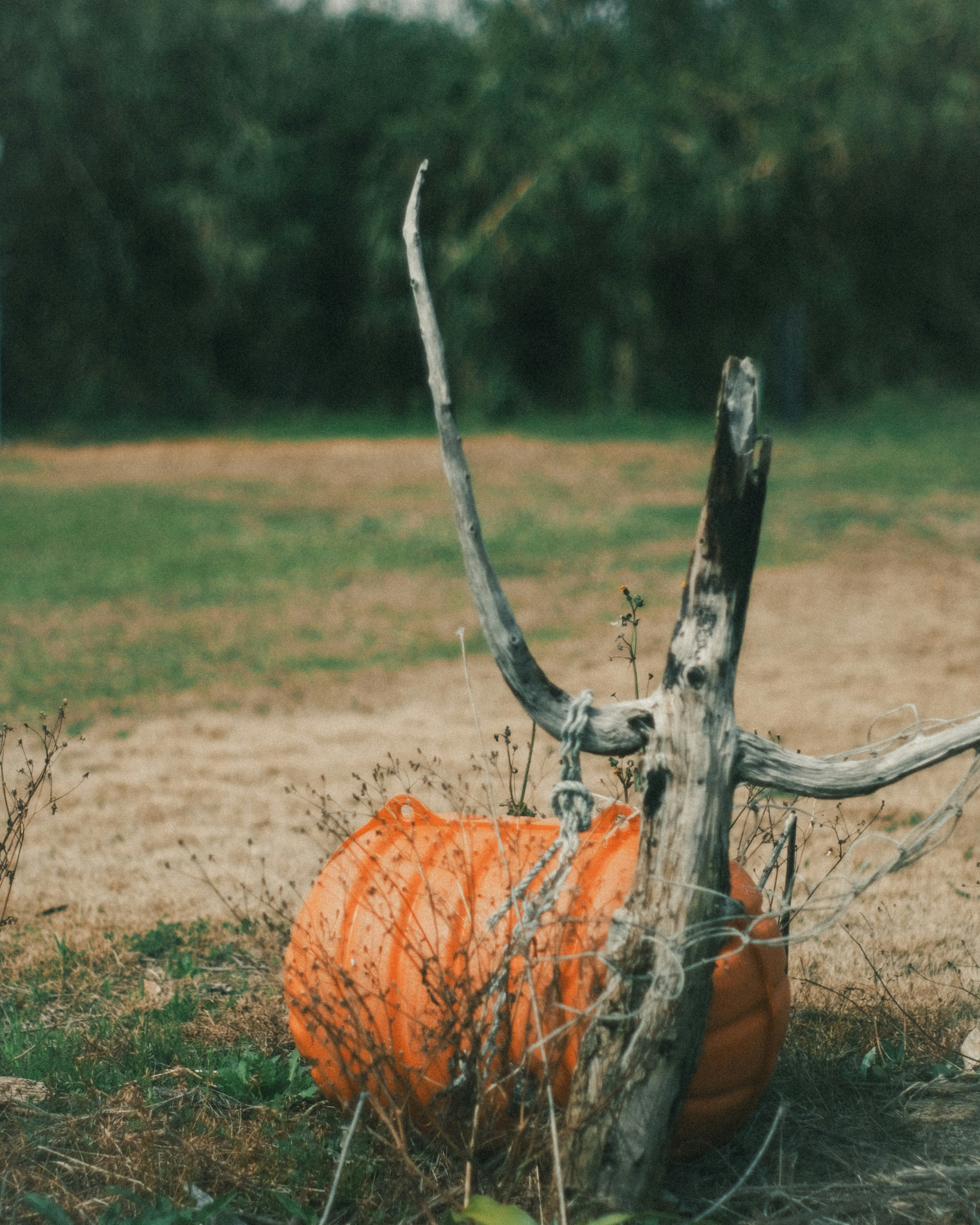 Una vibrante calabaza naranja apoyada contra una rama seca en un campo