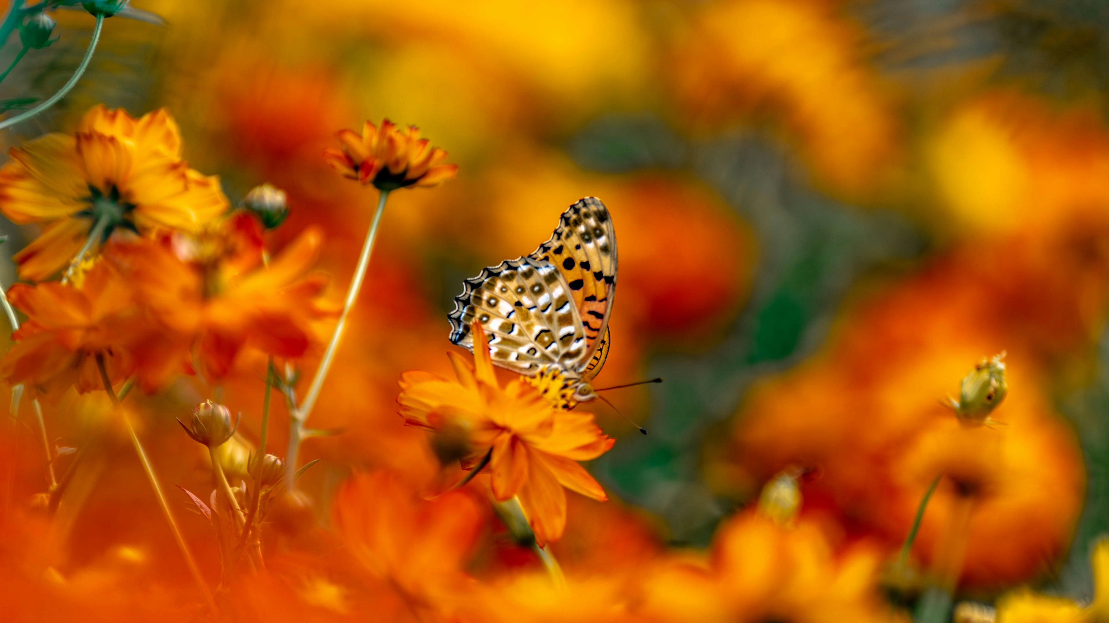 オレンジ色の花々の中にいる蝶の詳細な画像