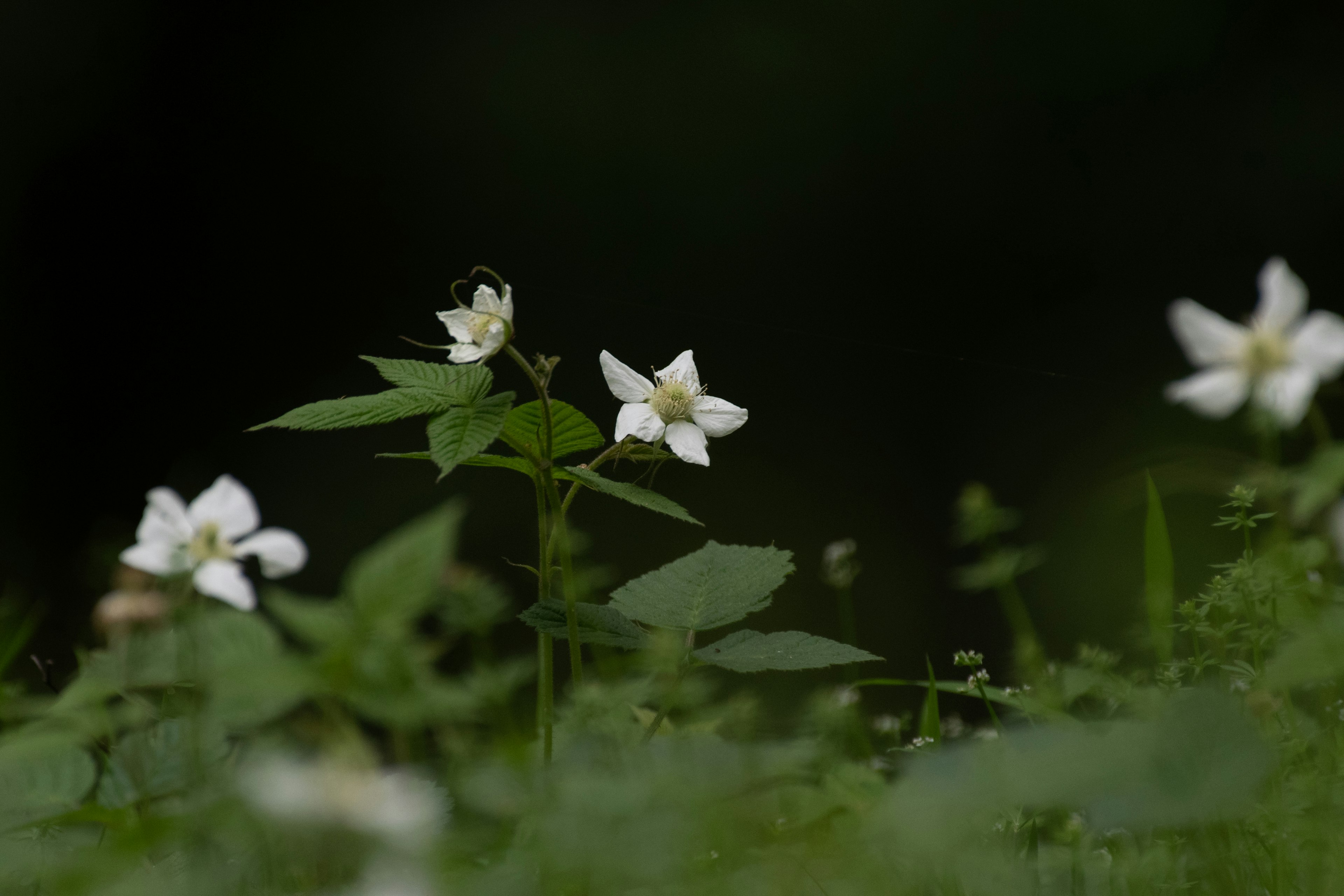 Une scène naturelle avec des fleurs blanches épanouies sur un fond vert