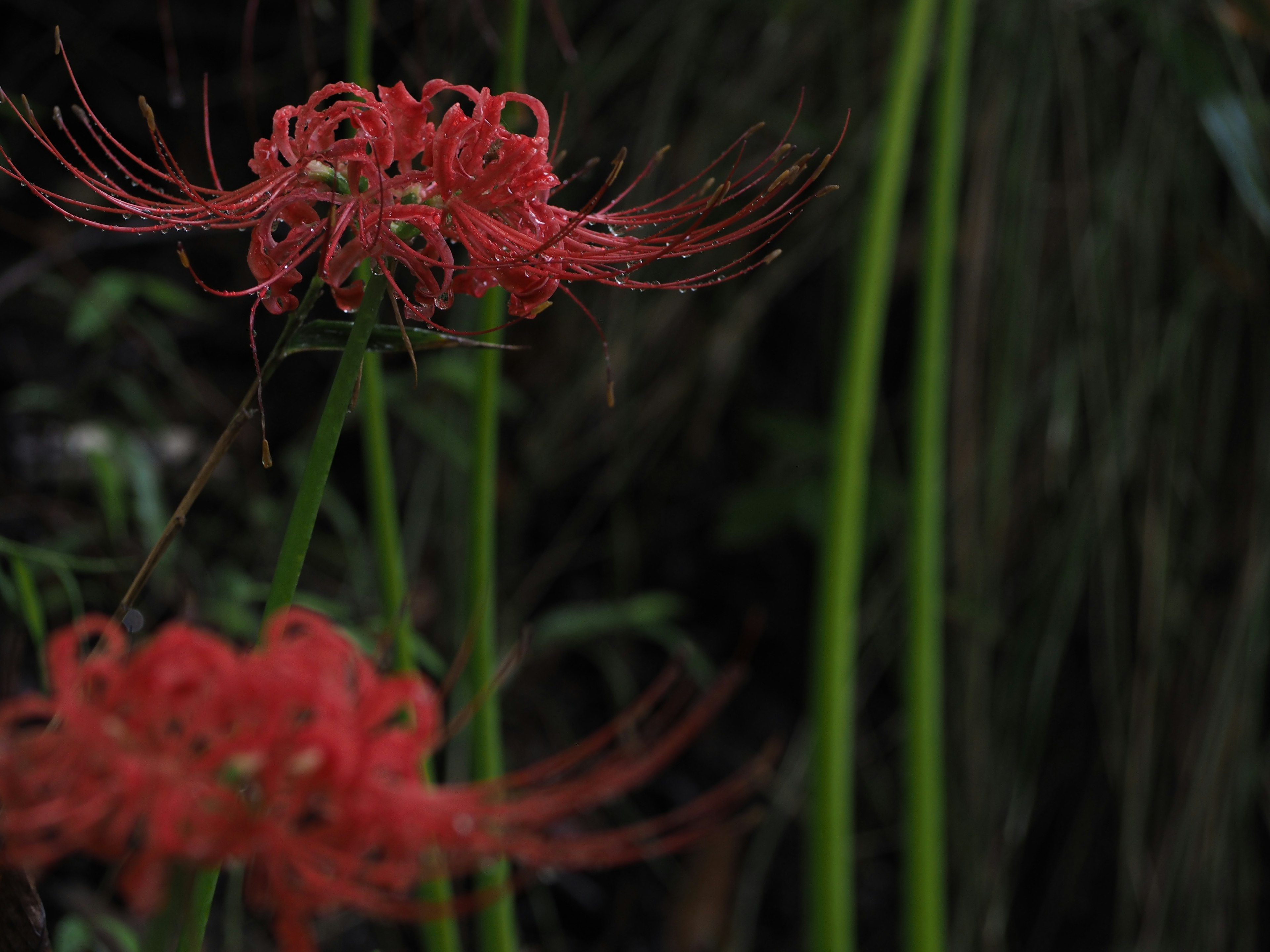 Fleurs de lys araignée rouges en fleurs avec des tiges vertes en arrière-plan