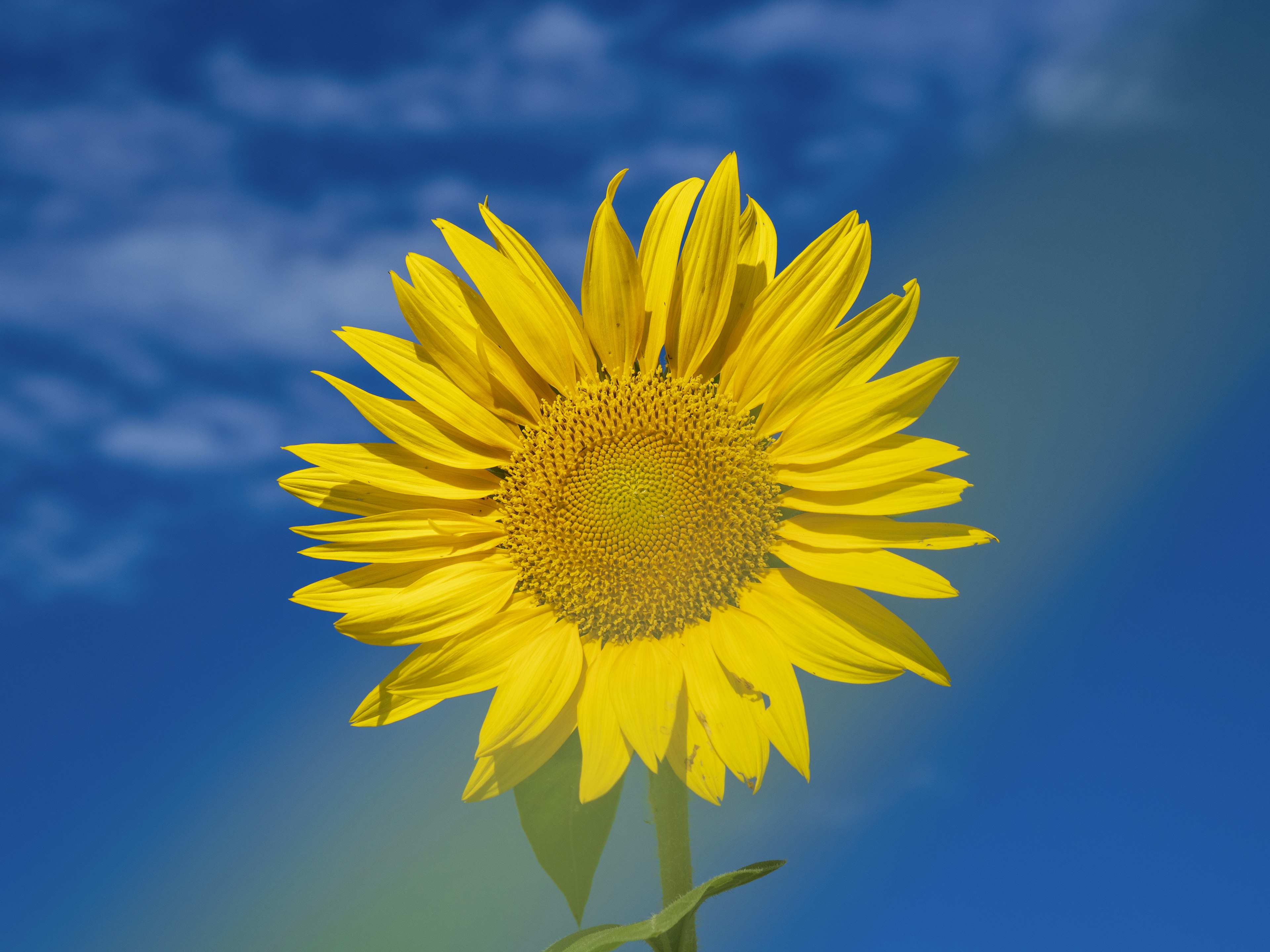 Eine lebhafte Sonnenblume blüht unter einem blauen Himmel