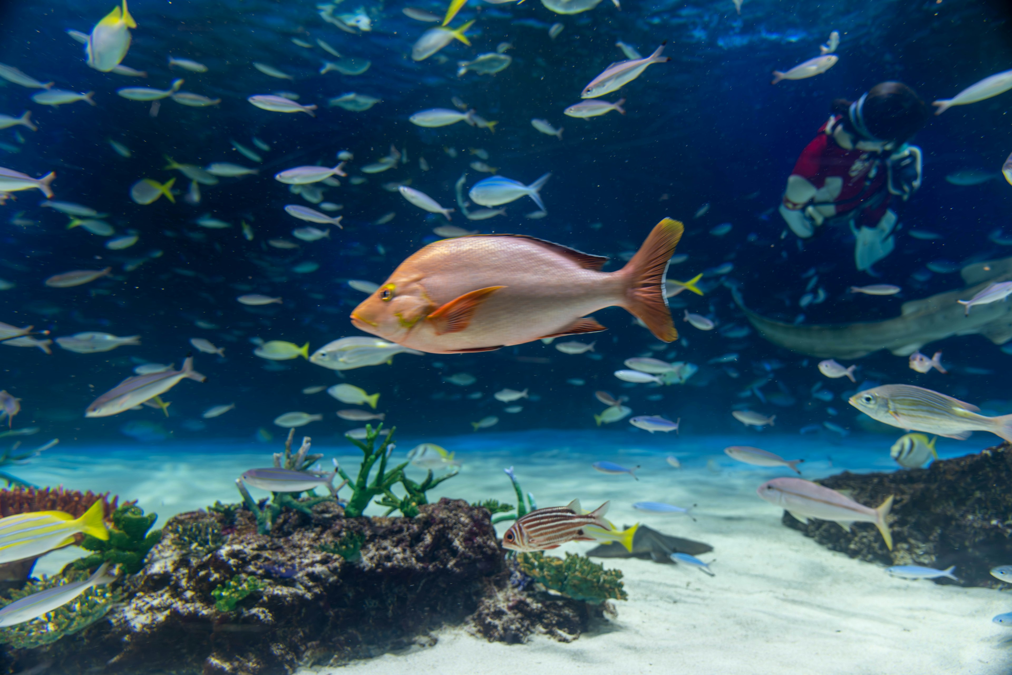 Pemandangan bawah air dengan ikan tropis dan terumbu karang