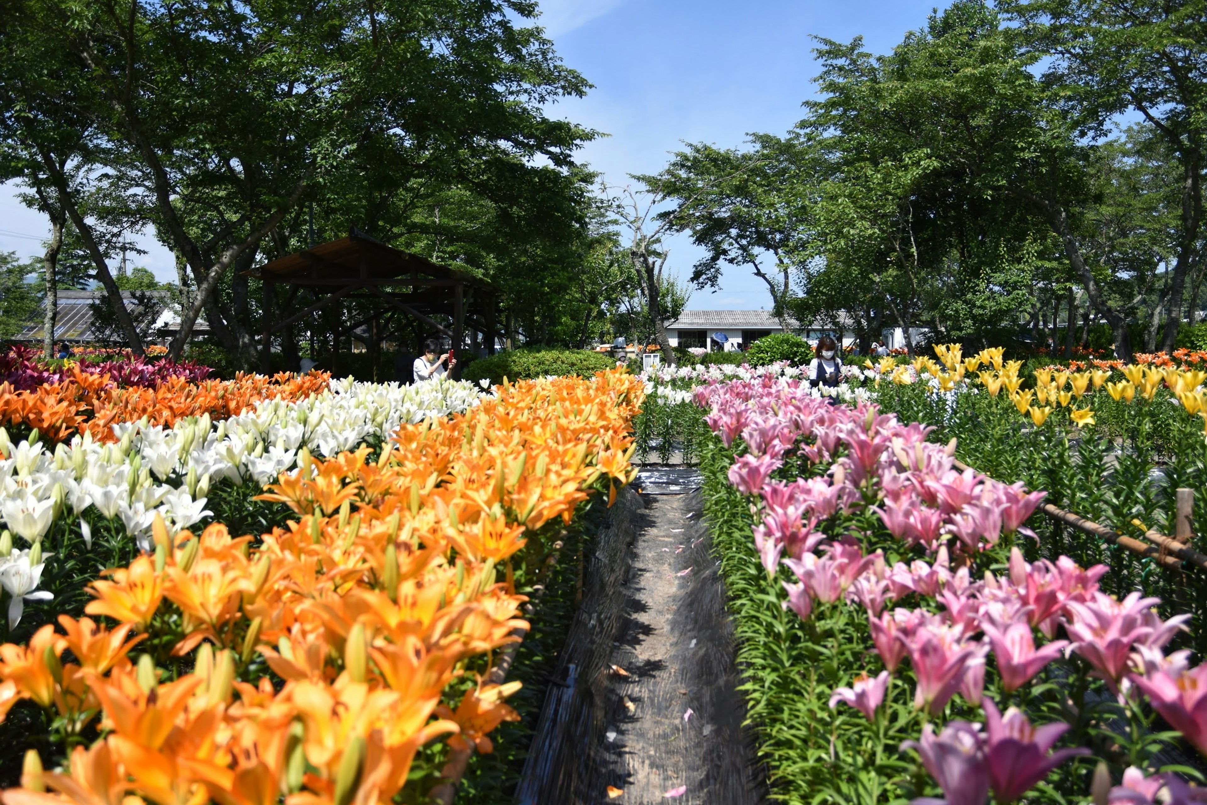 五彩繽紛的百合花在花園中盛開