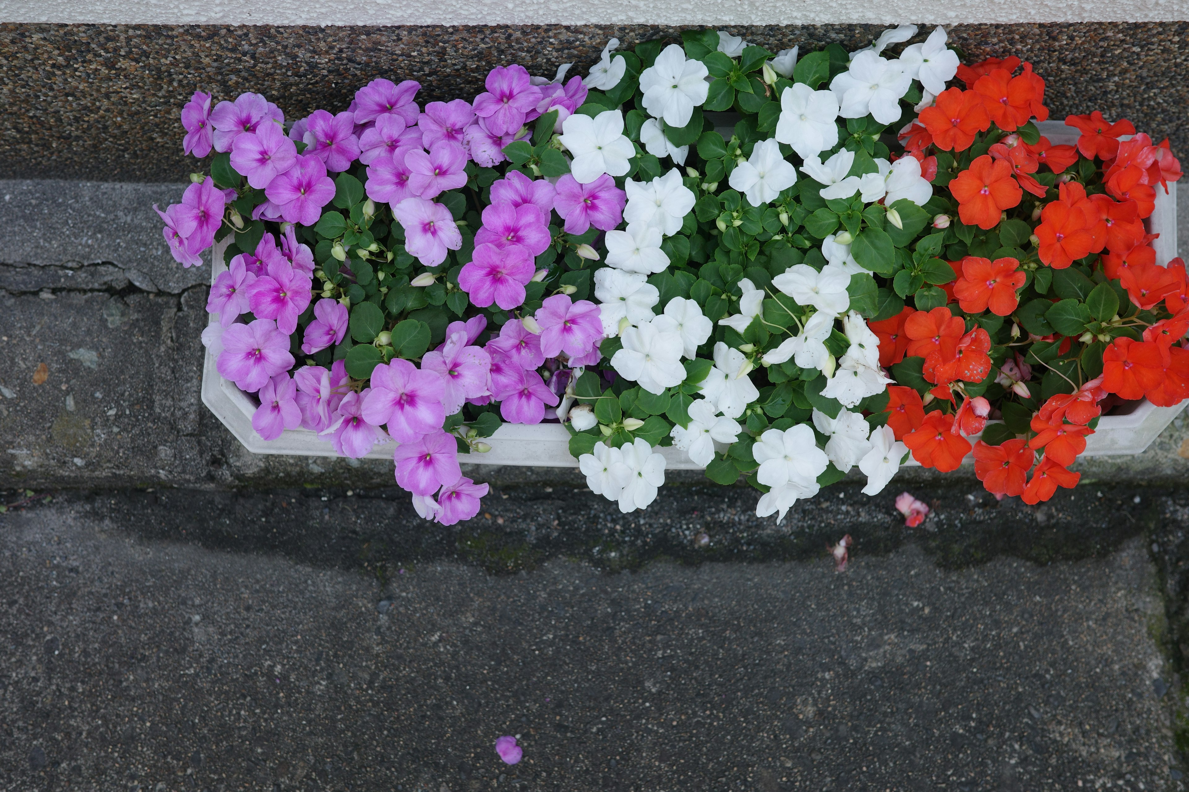 Blumenbeet mit rosa weißen und orangefarbenen Impatiens