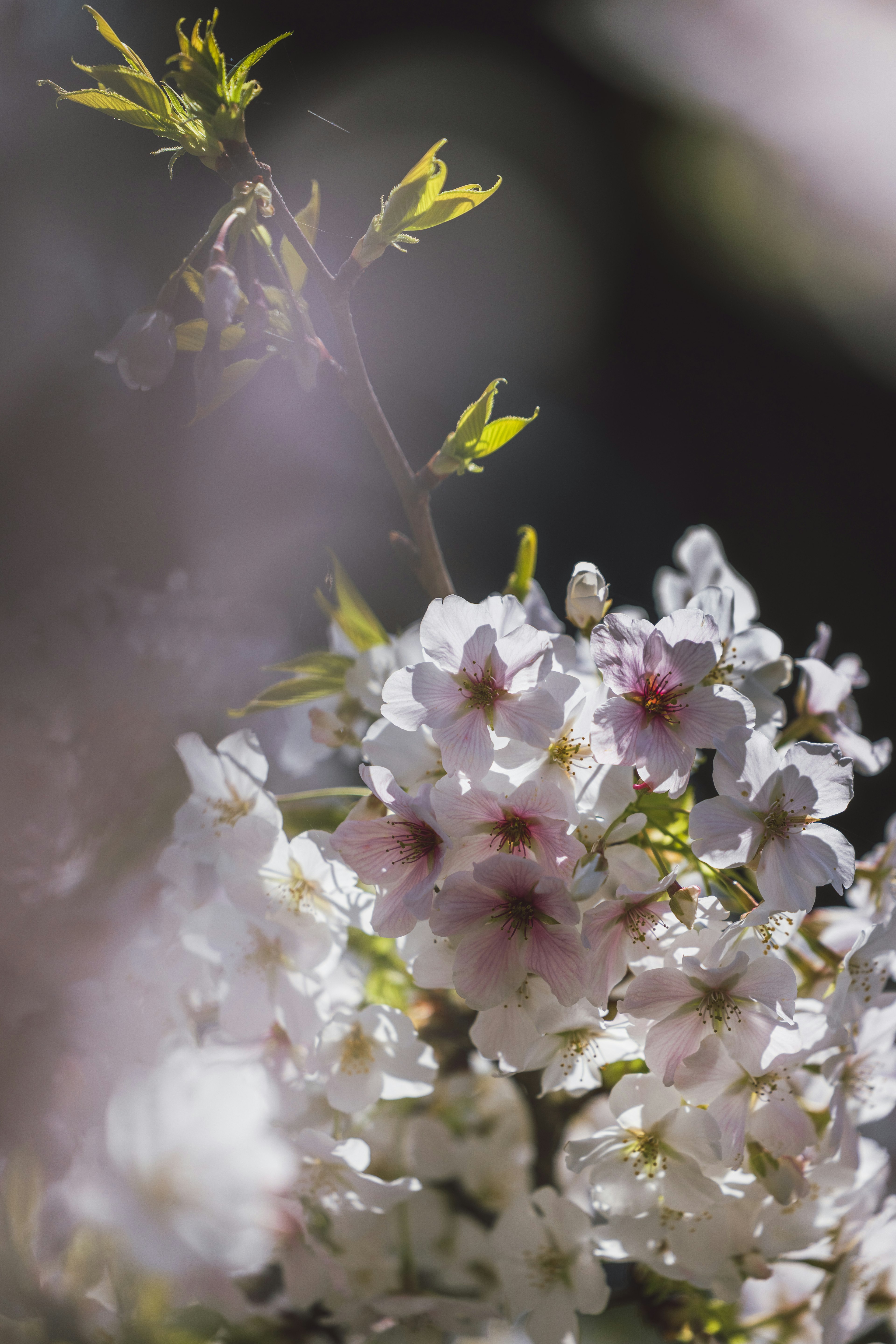 樱花特写，柔和光线下的精致花瓣和新叶
