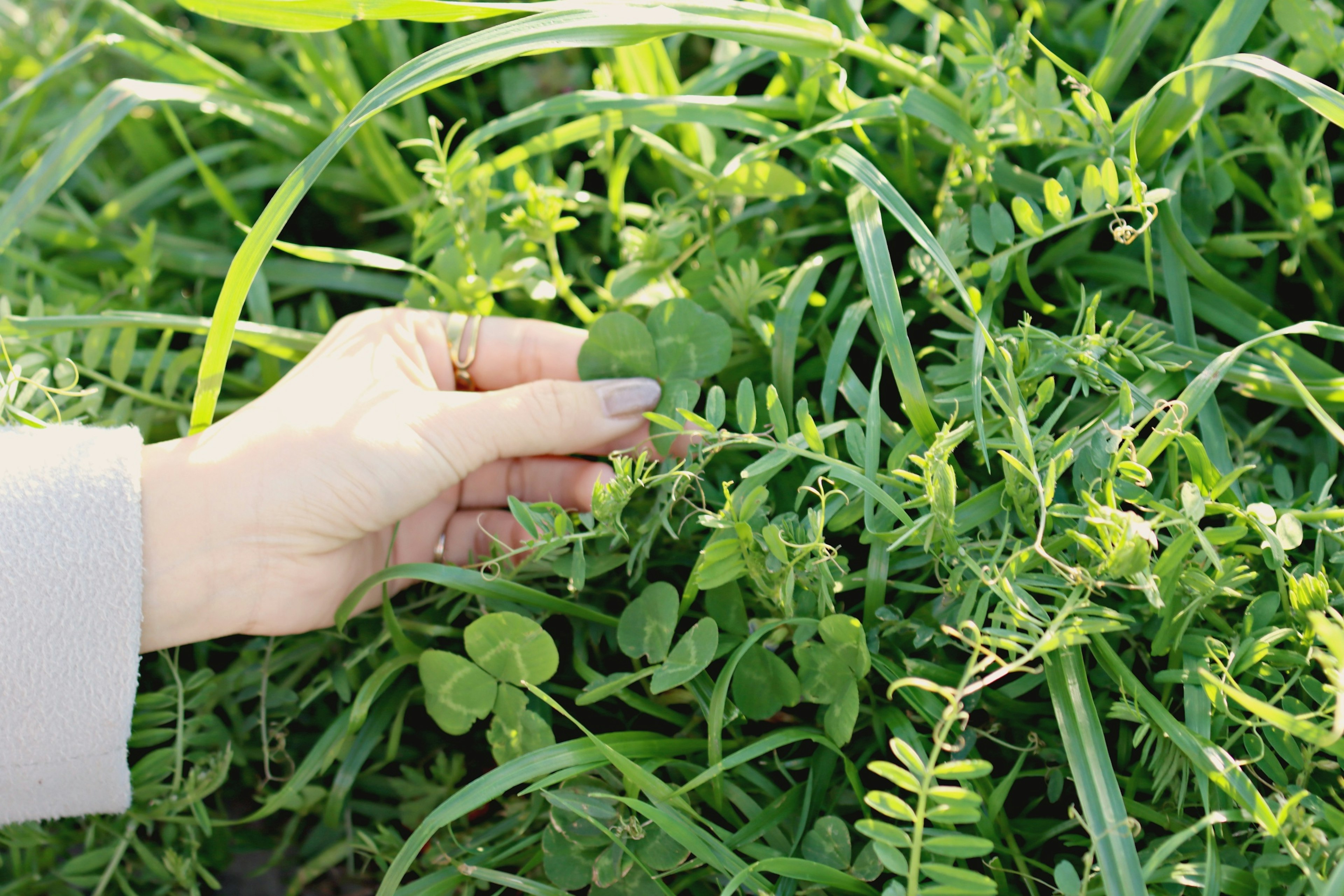 Hand, die ein Blatt aus dem grünen Gras mit verschiedenen Pflanzen pflückt