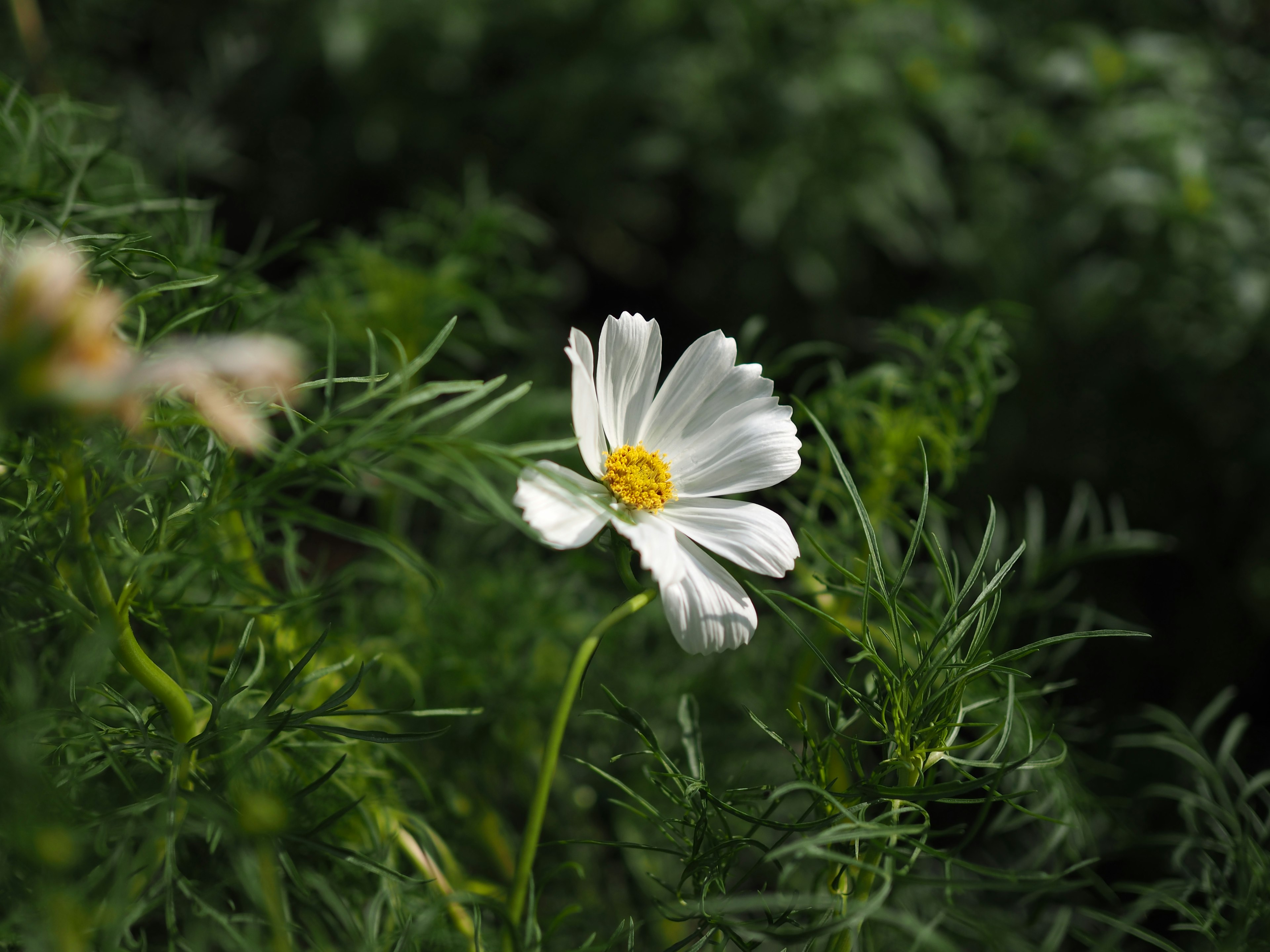 A white flower surrounded by green foliage